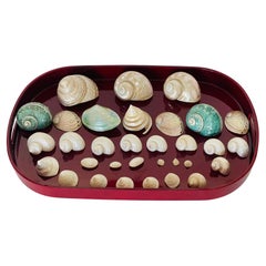 Natures Beauty/ - Collezione di conchiglie di mare Mother'S su un vassoio