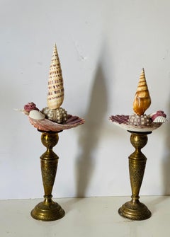 Coppia di tassidermia di conchiglie marine di Natures Beauty Marin