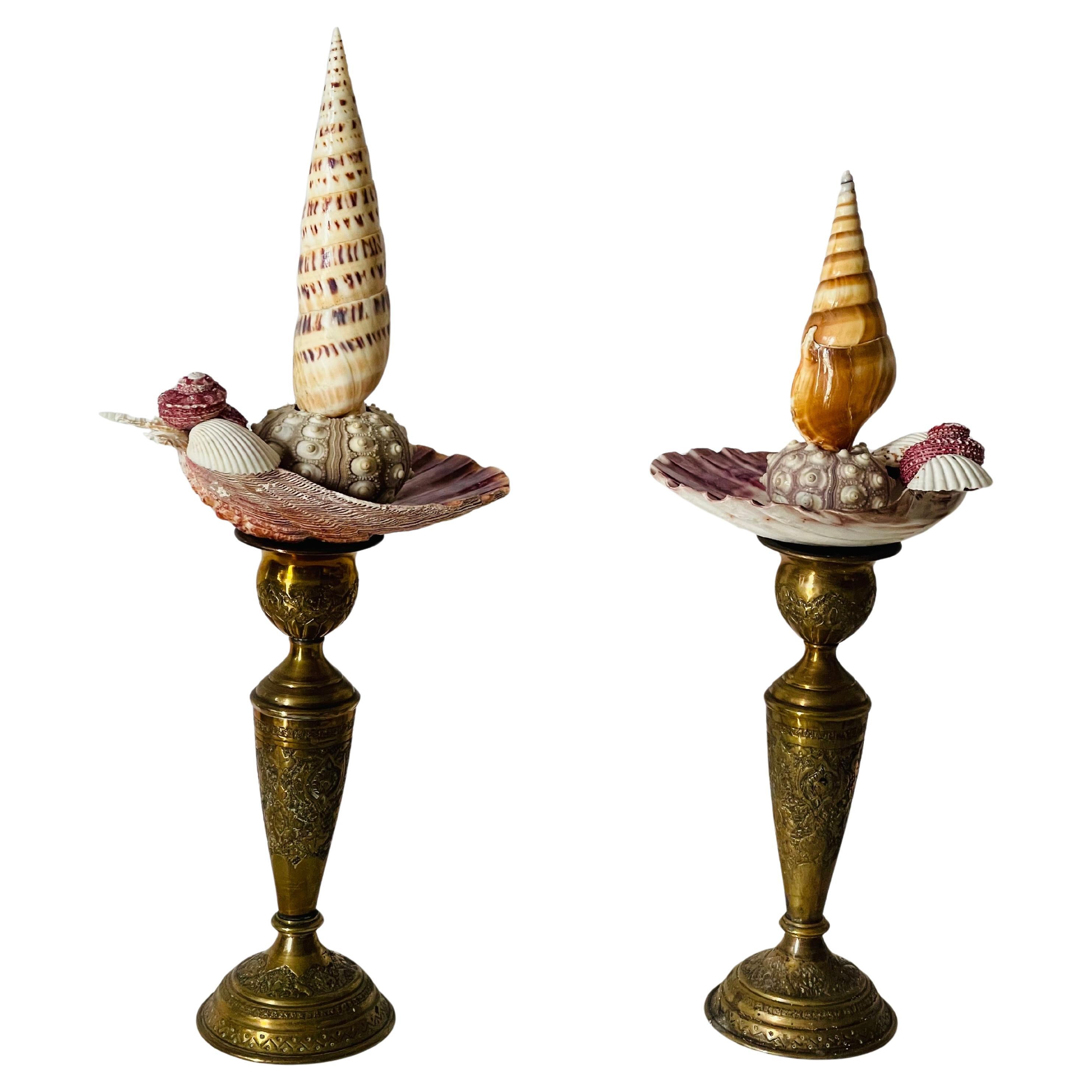 Natures Beauty Marine Sea Shell Taxidermy Pair For Sale