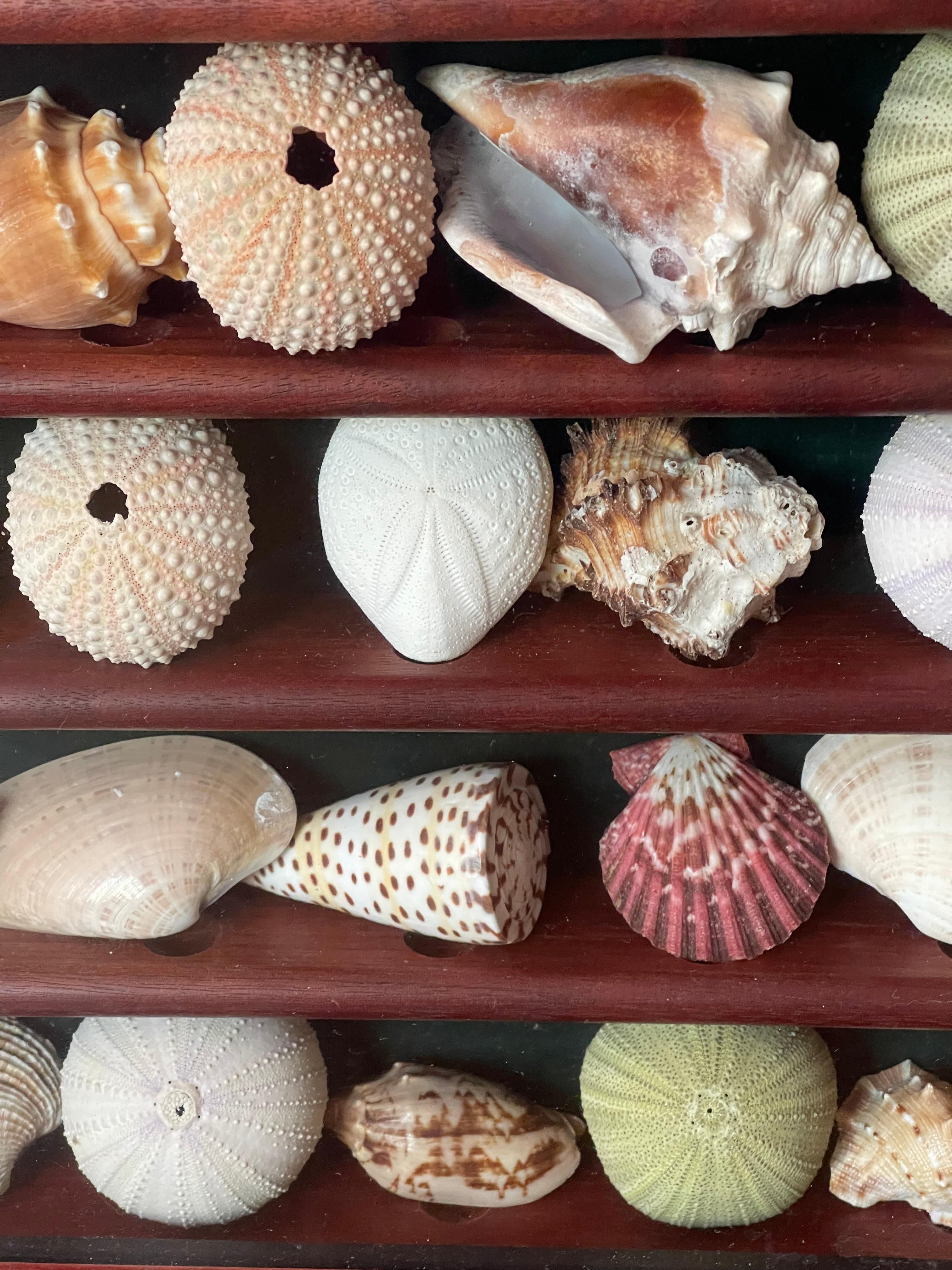 Collection Vitrine Natures Beauty Marine Specimens Sea Shells en vente 3