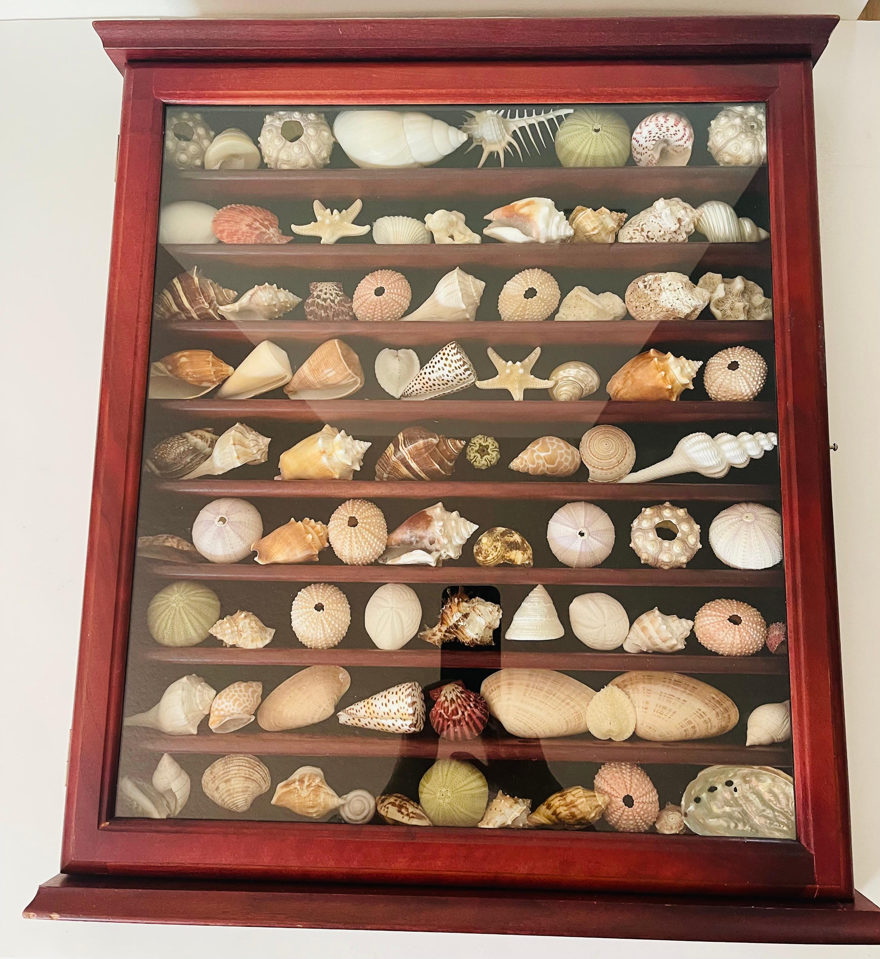 Collection Vitrine Natures Beauty Marine Specimens Sea Shells en vente 3