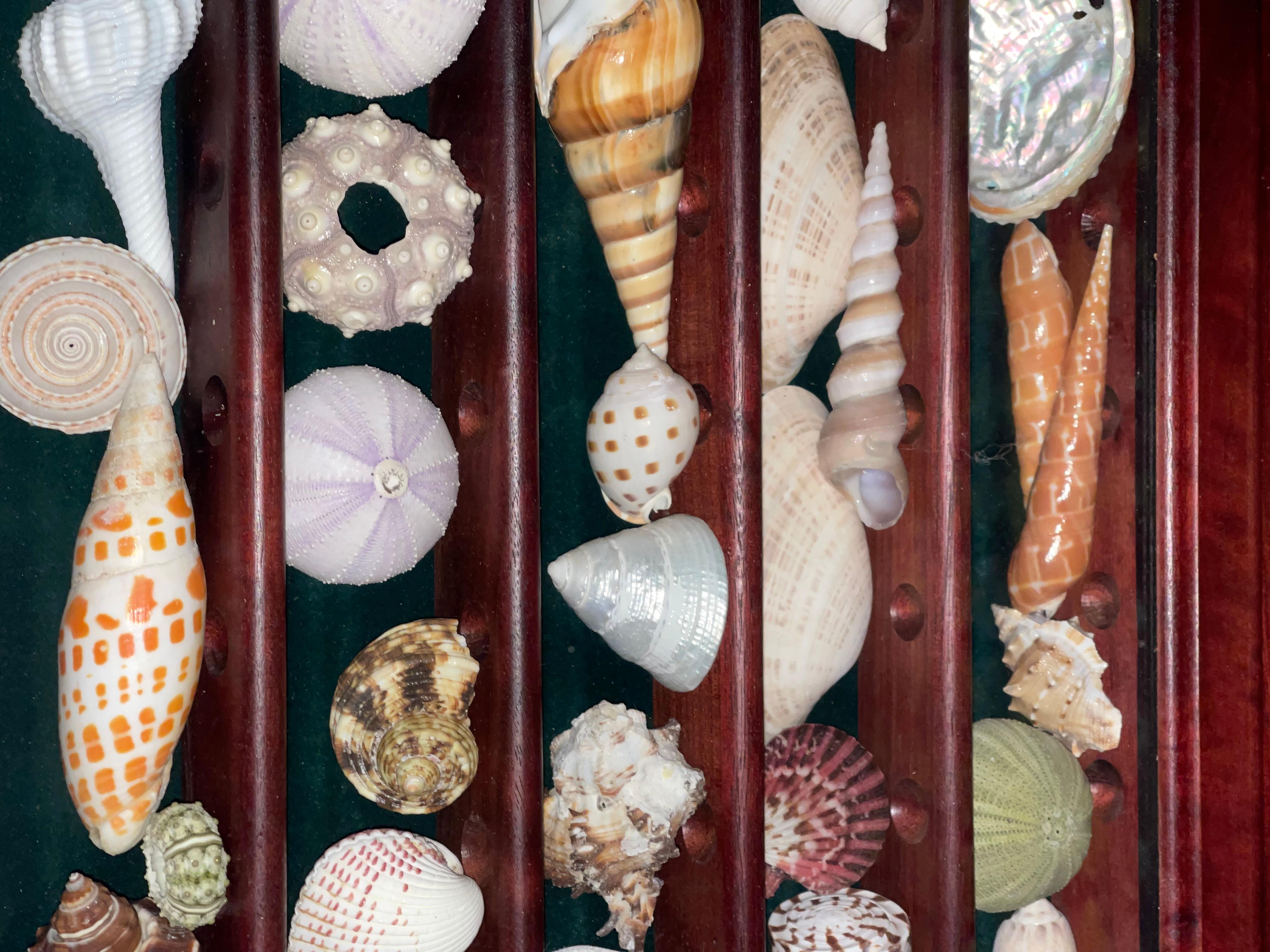 Nature Beauty Esemplari marini Collection'S Vitrine conchiglie in vendita 4