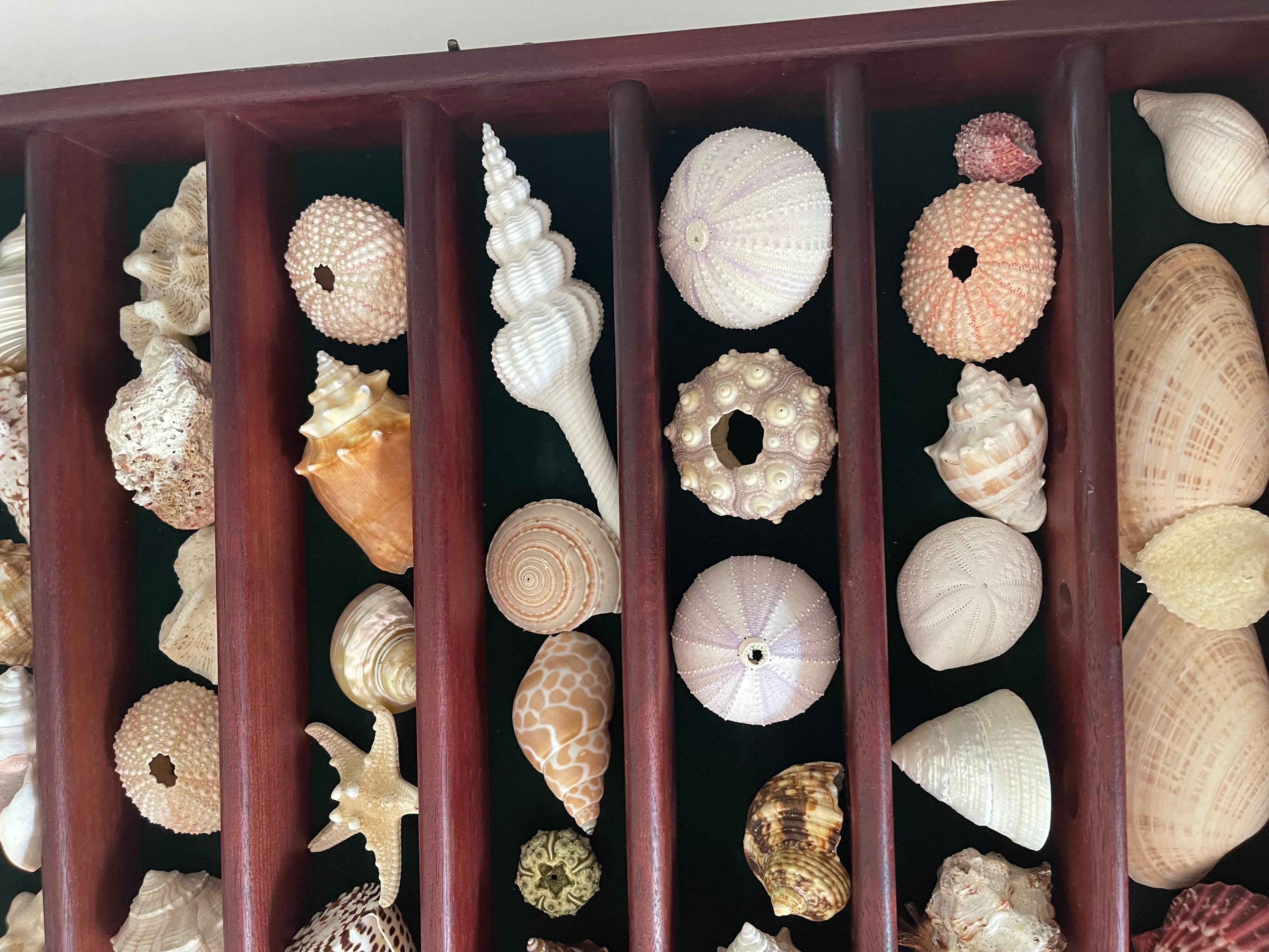 Collection Vitrine Natures Beauty Marine Specimens Sea Shells en vente 5