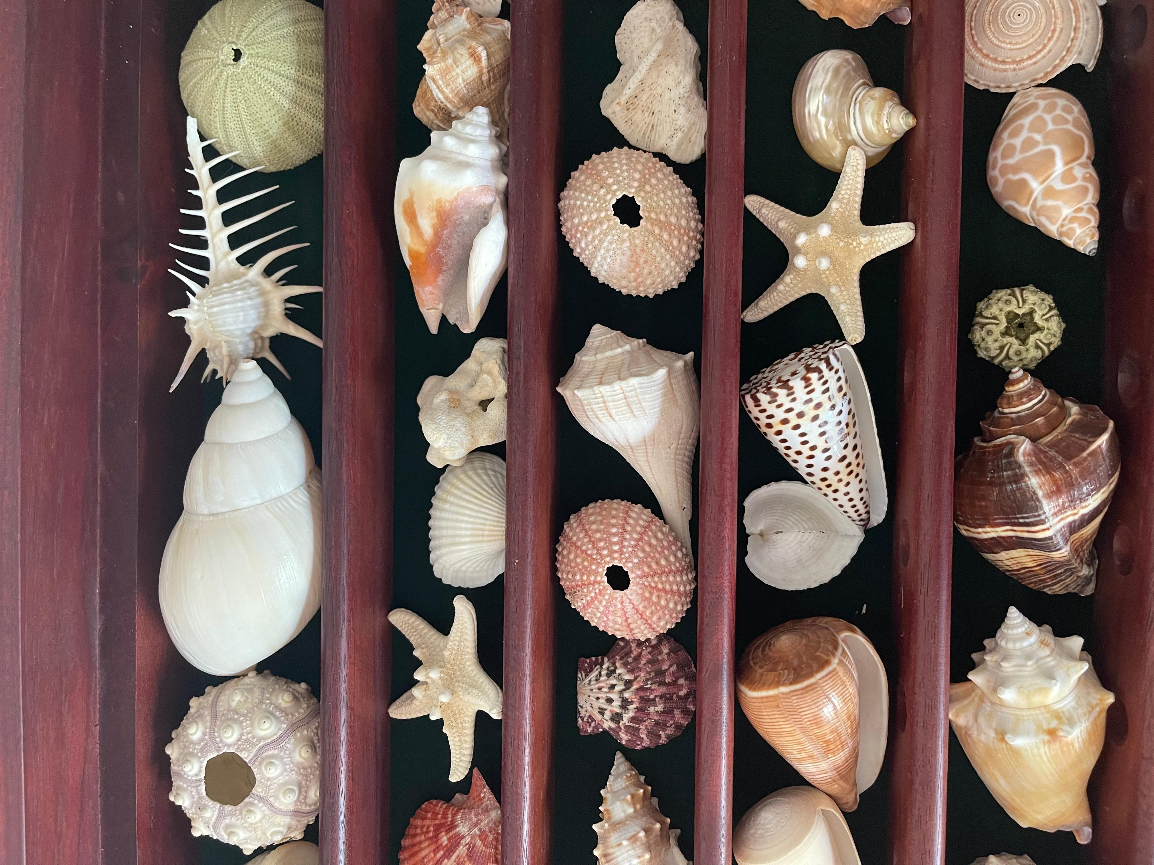 Collection Vitrine Natures Beauty Marine Specimens Sea Shells en vente 6