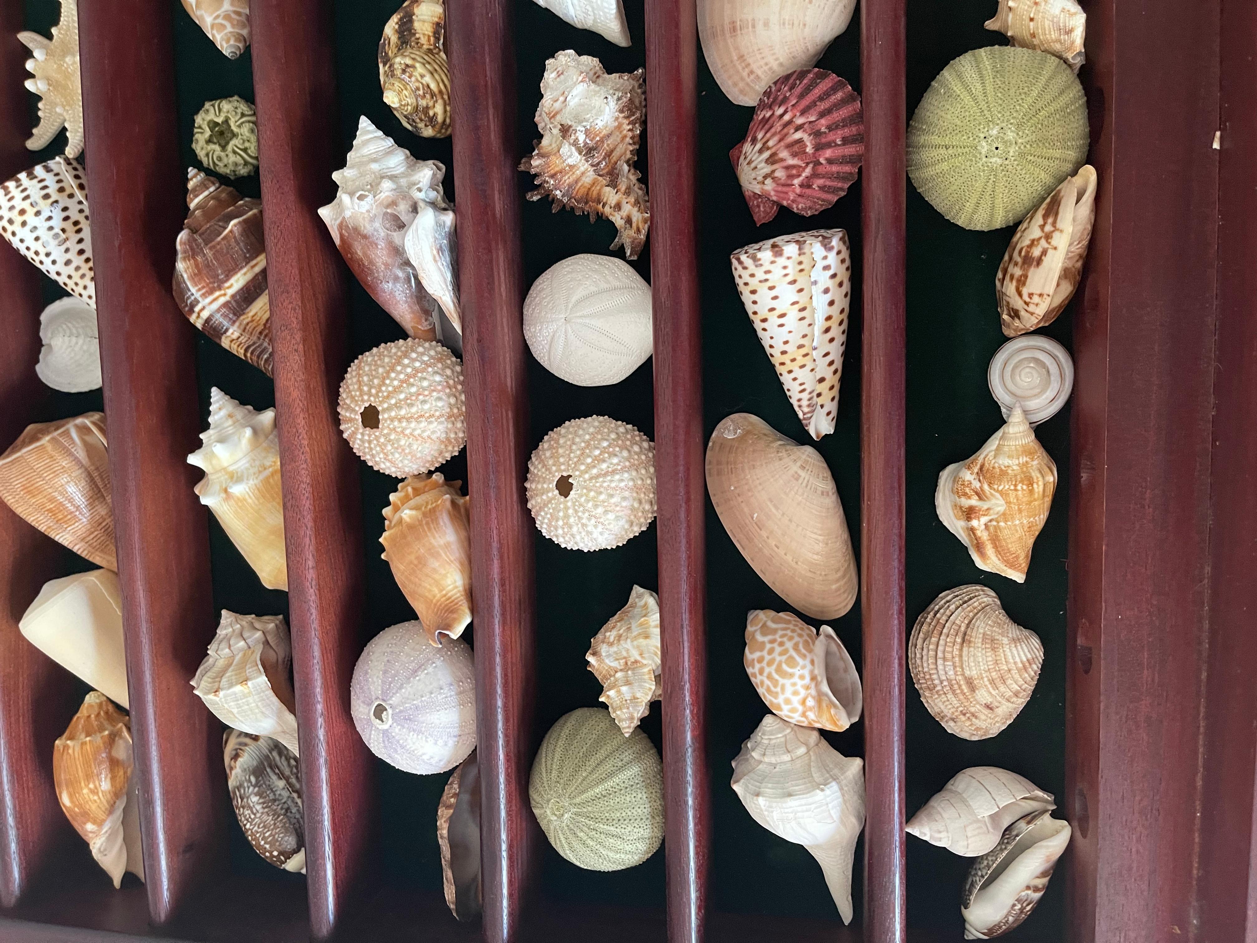 Collection Vitrine Natures Beauty Marine Specimens Sea Shells en vente 7