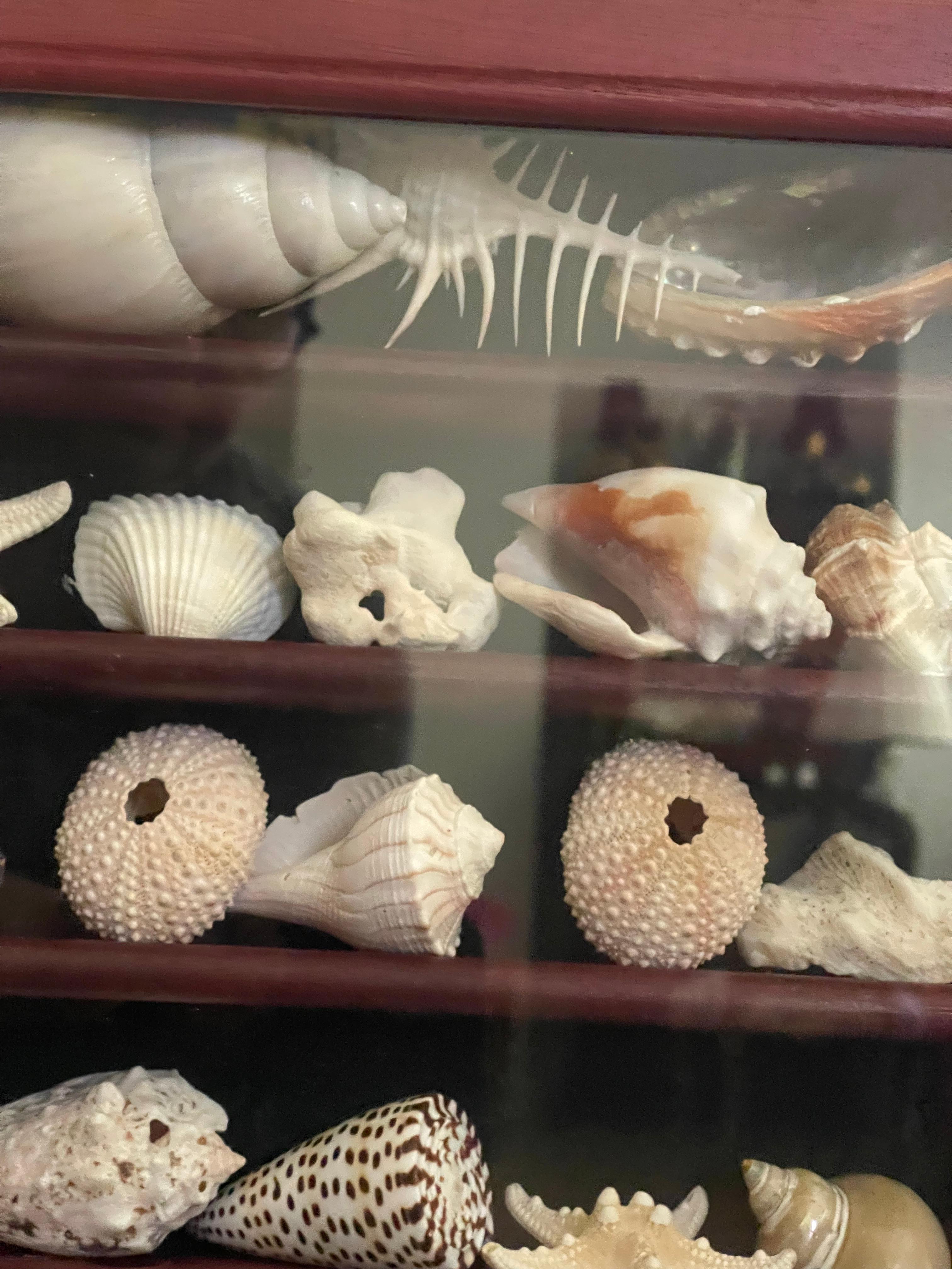 Fin du 20e siècle Collection Vitrine Natures Beauty Marine Specimens Sea Shells en vente