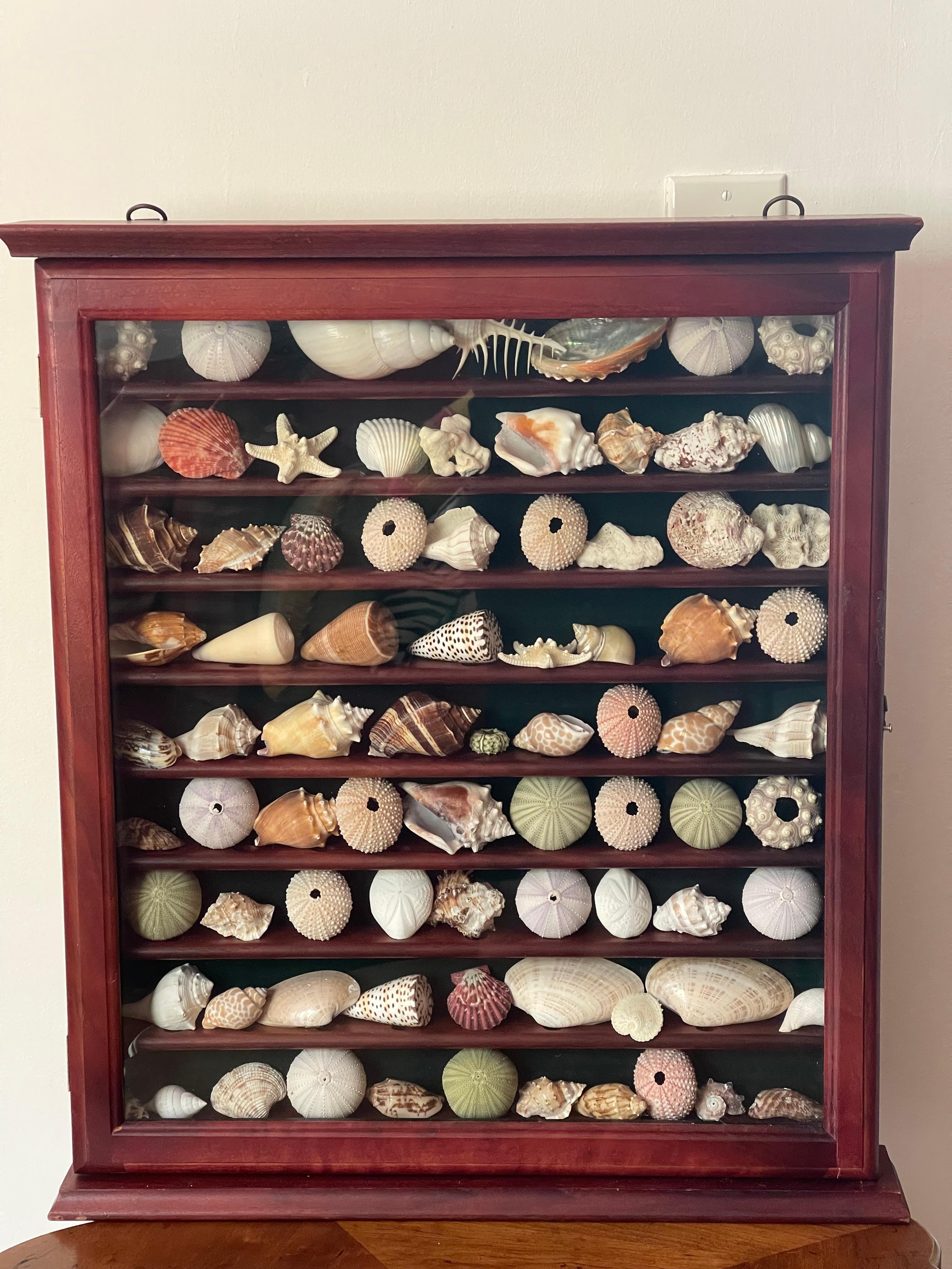 Collection Vitrine Natures Beauty Marine Specimens Sea Shells en vente 1