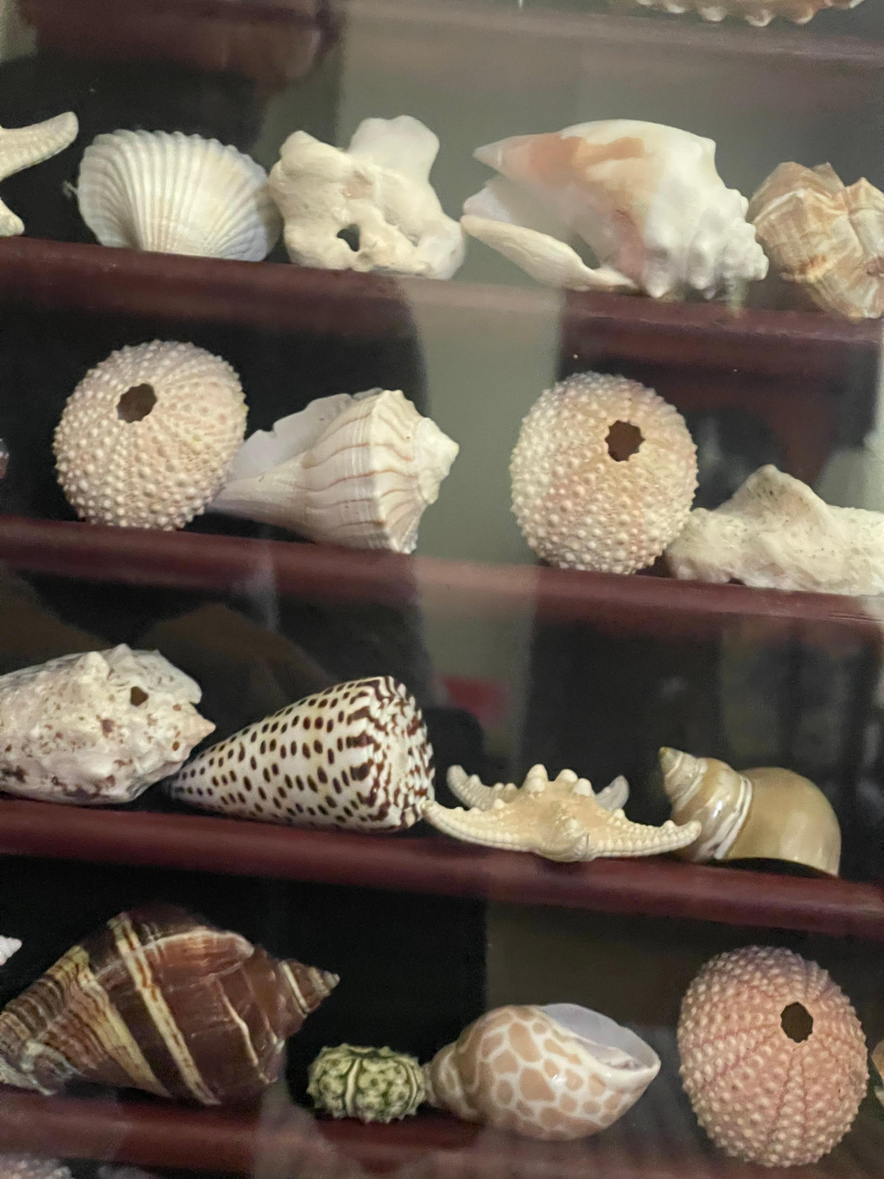 Coquillage Collection Vitrine Natures Beauty Marine Specimens Sea Shells en vente