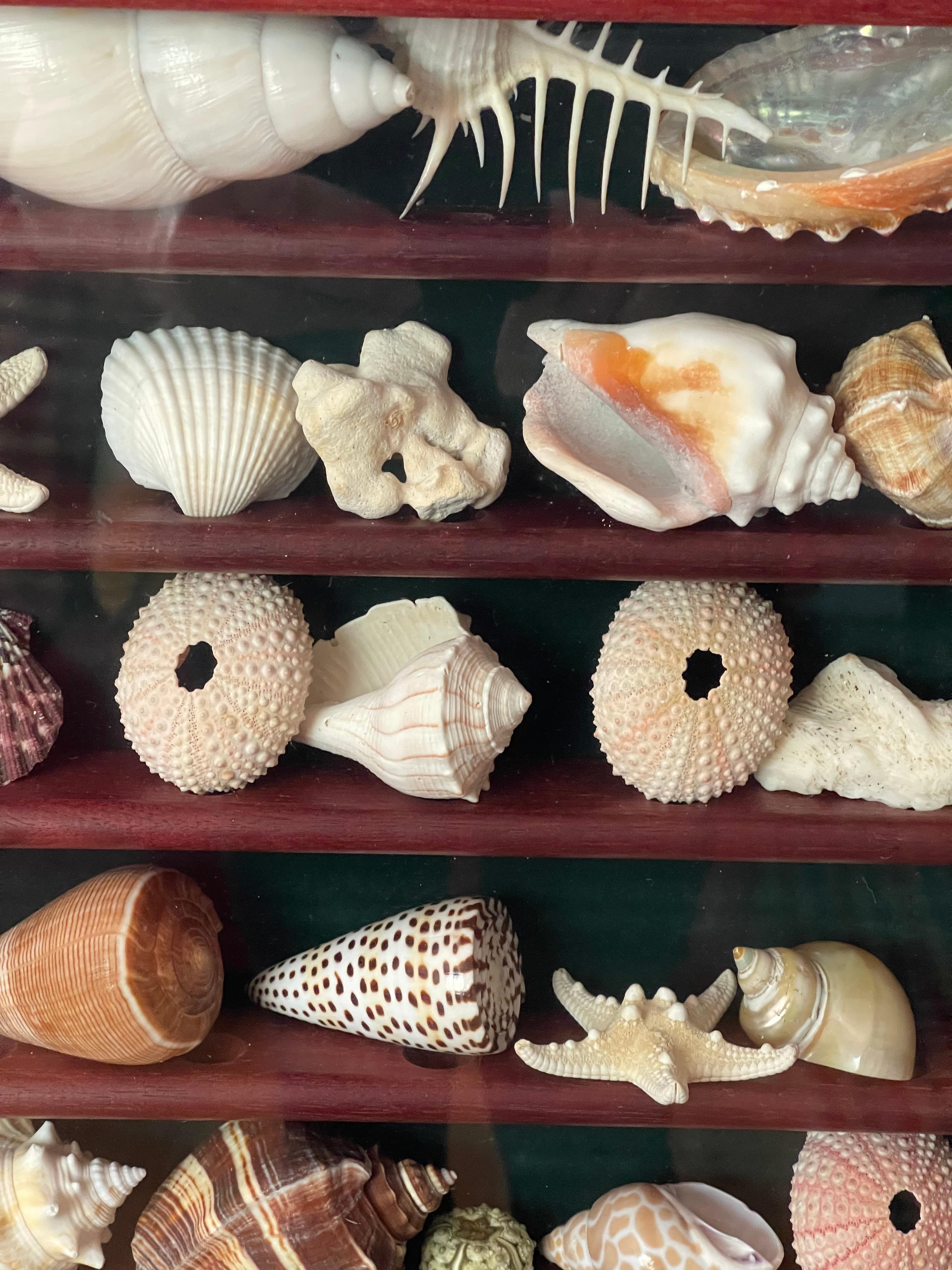 Collection Vitrine Natures Beauty Marine Specimens Sea Shells en vente 2