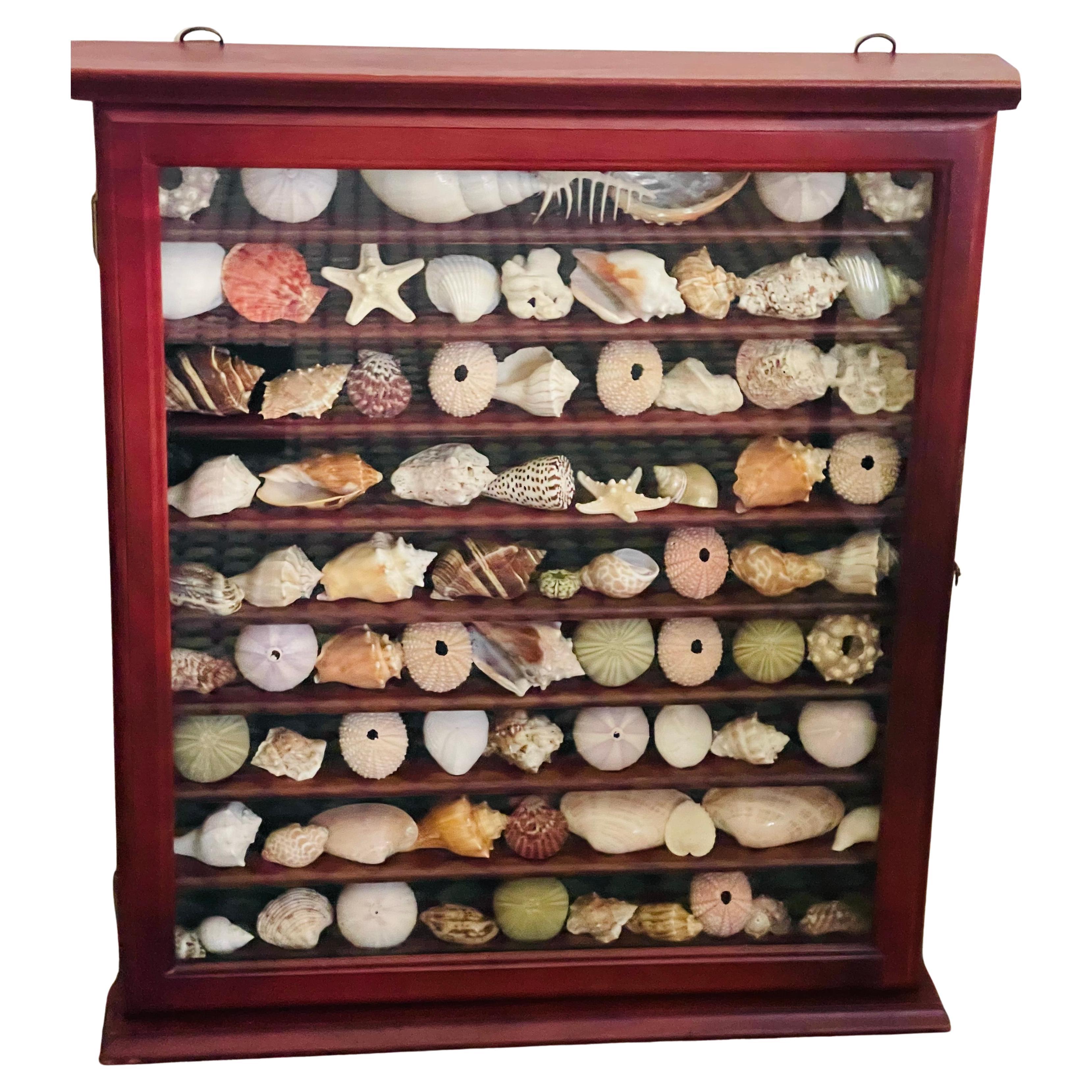 Grande sélection de spécimens marins - coquillages, oursins, dollars des sables, étoiles de mer en vitrine.