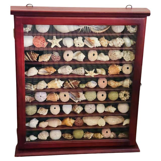 Great Selection Sea Shell Sea Shells Collection in Vitrine For Sale at ...