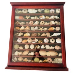 Nature Beauty Esemplari marini Collection'S Vitrine conchiglie