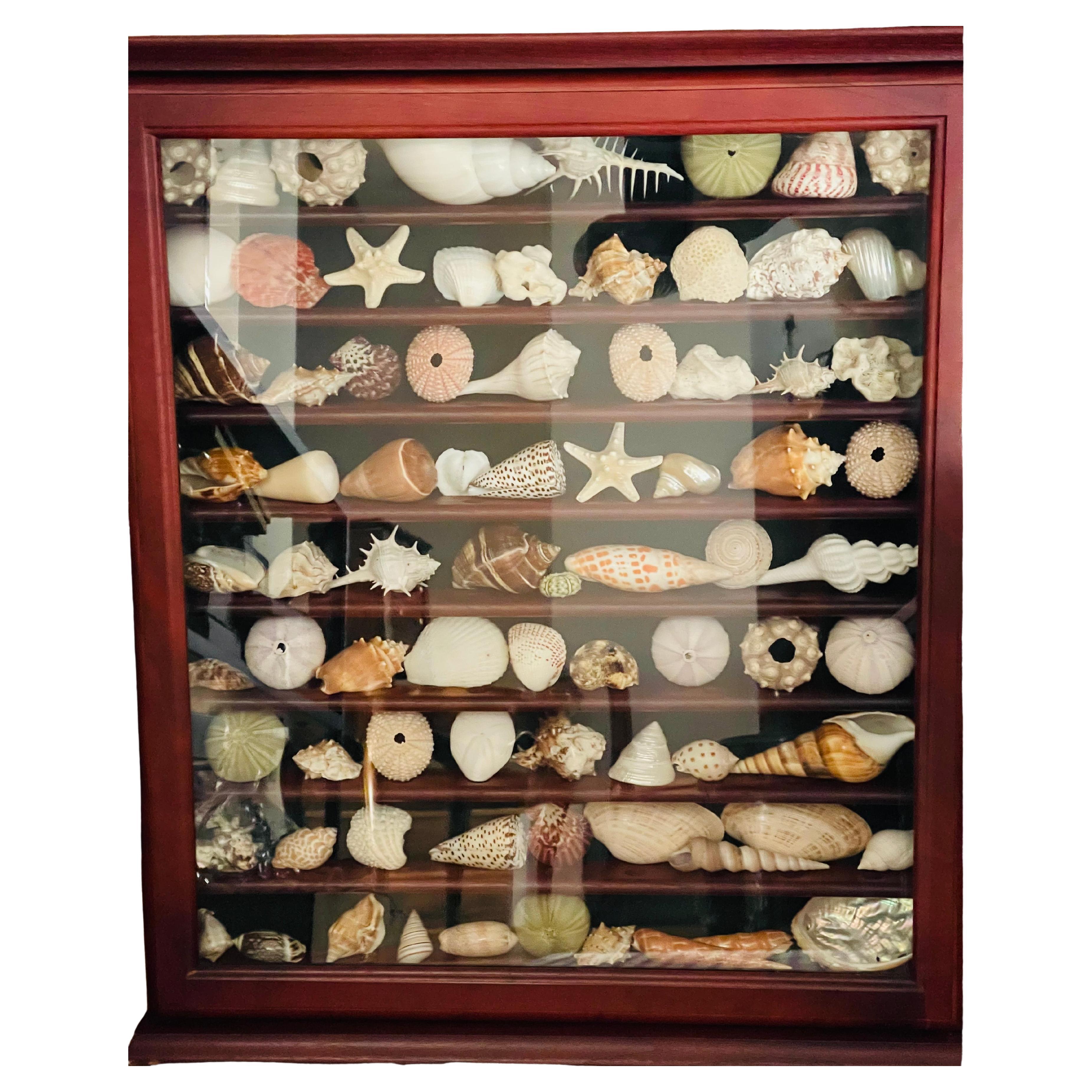 Natures Beauty Marine Specimens Muscheln Kollektion Vitrine