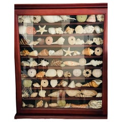 Belleza de la Naturaleza Especímenes Marinos Conchas de Mar Colección Vitrina