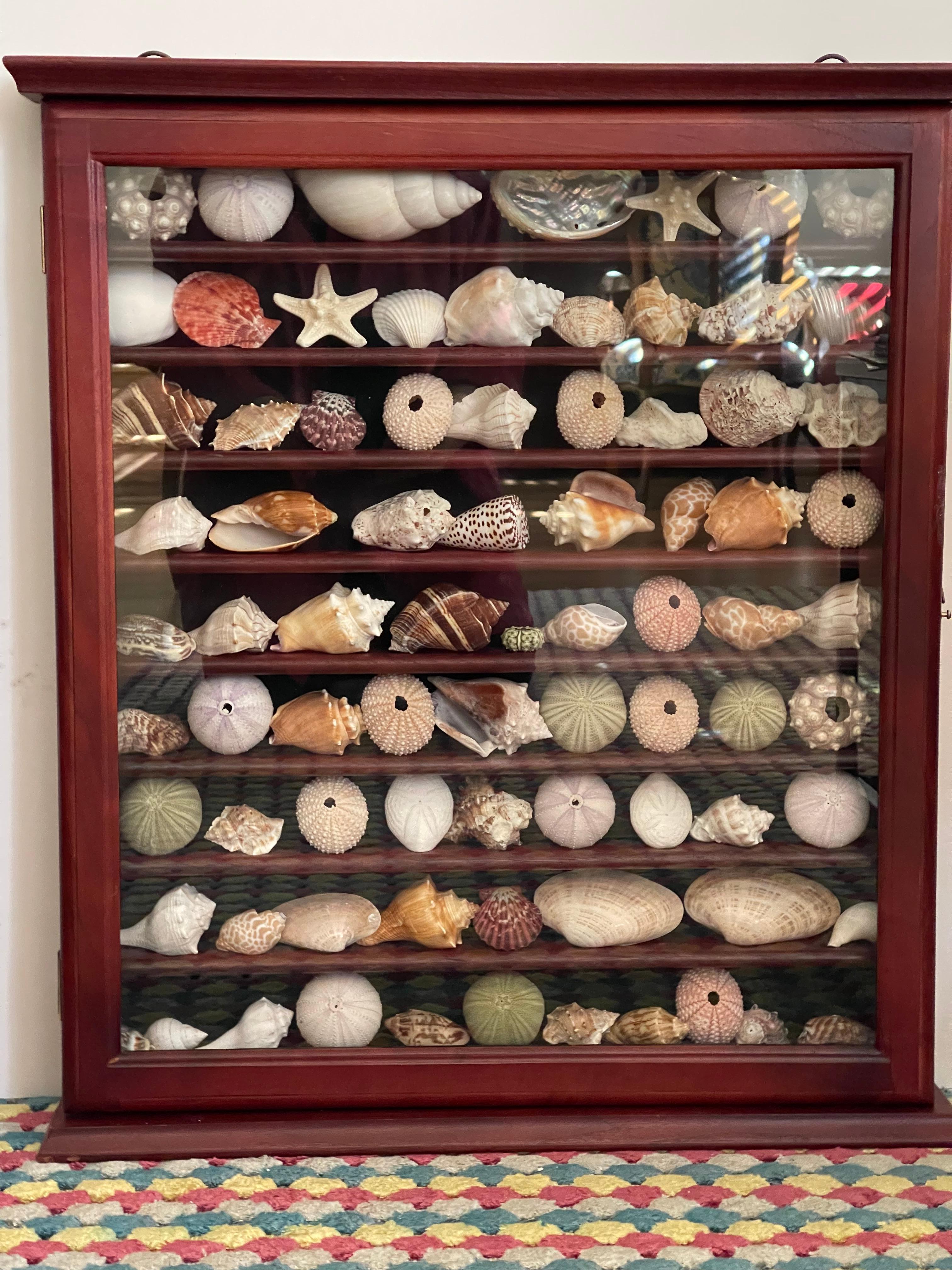 Grande sélection de spécimens marins - coquillages, oursins, dollars des sables, étoiles de mer en vitrine.