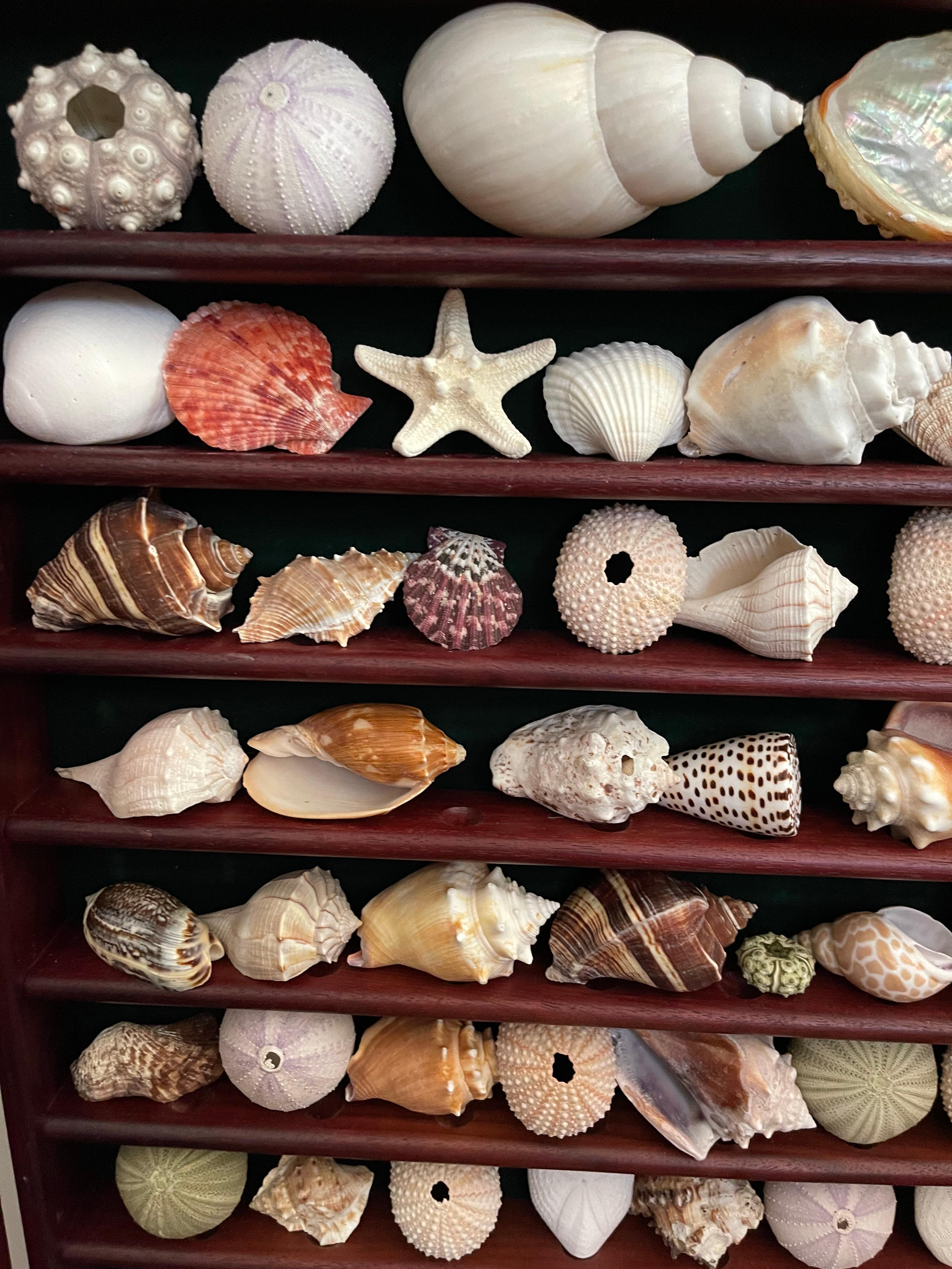 Organique Collection Vitrine Natures Beauty Marine Specimens Sea Shells en vente