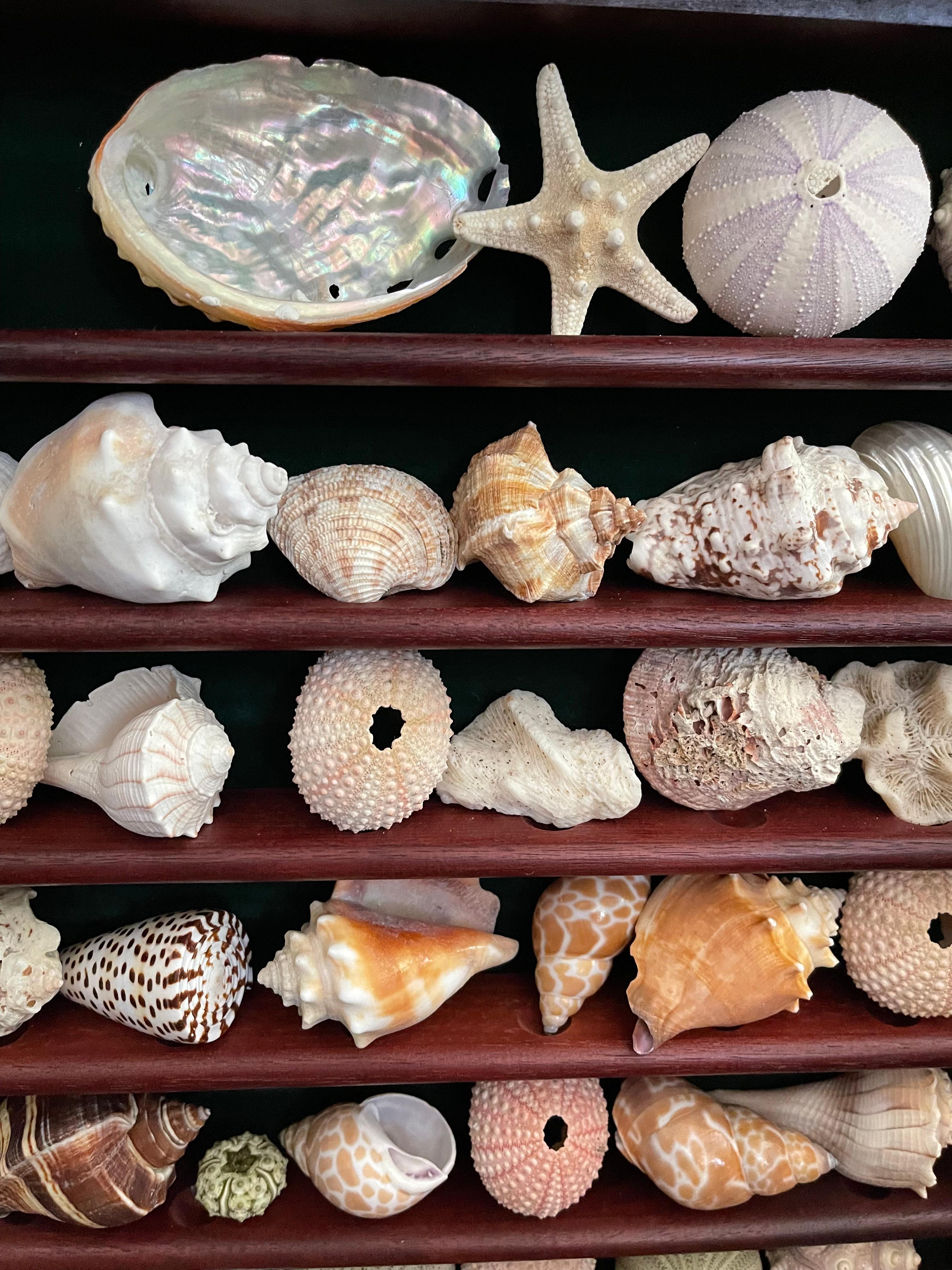 Américain Collection Vitrine Natures Beauty Marine Specimens Sea Shells en vente