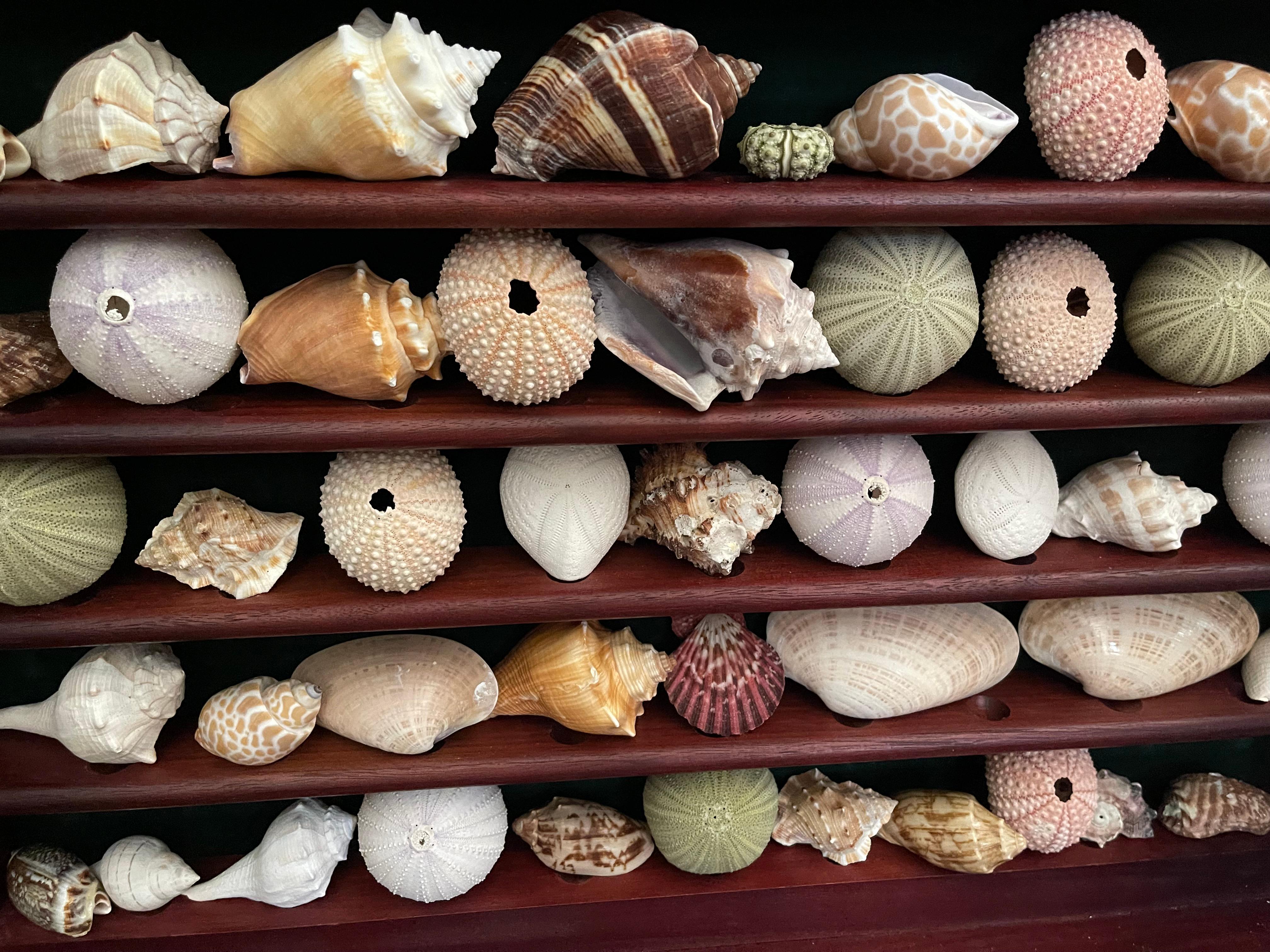 Collection Vitrine Natures Beauty Marine Specimens Sea Shells Bon état - En vente à Boca Raton, FL