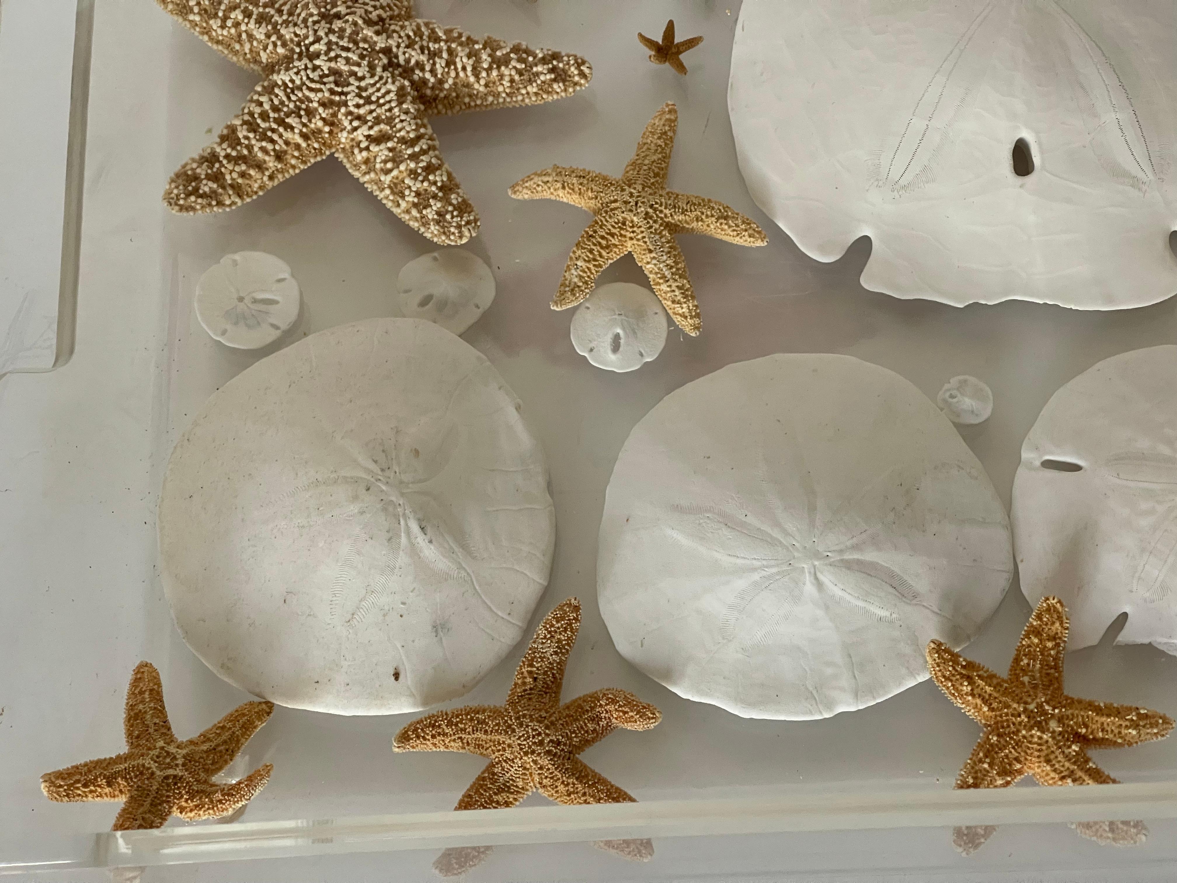Milieu du XXe siècle Natures Beauty- Collection Marin Taxidermie en vente