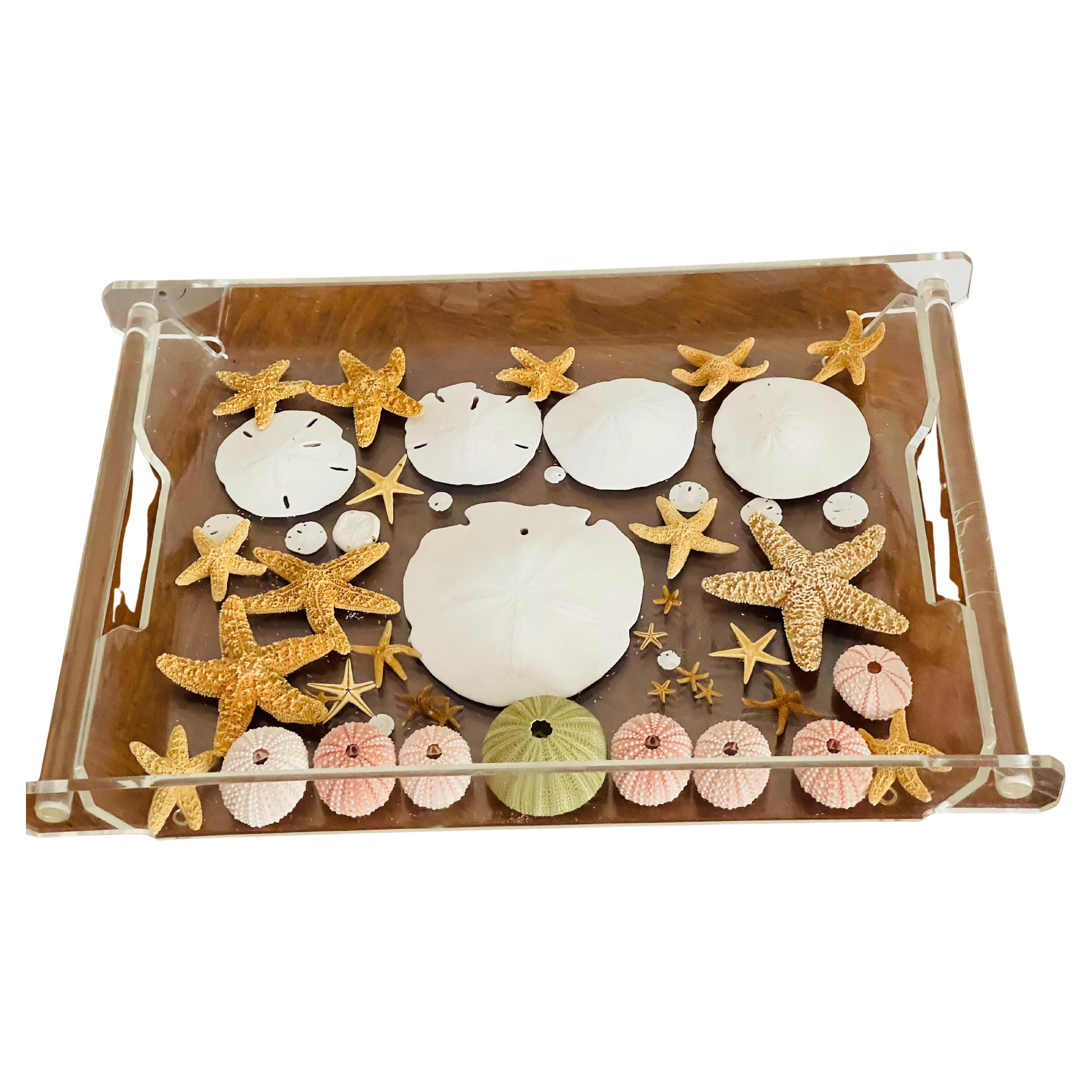 Natures Beauty- Collection Marin Taxidermie en vente