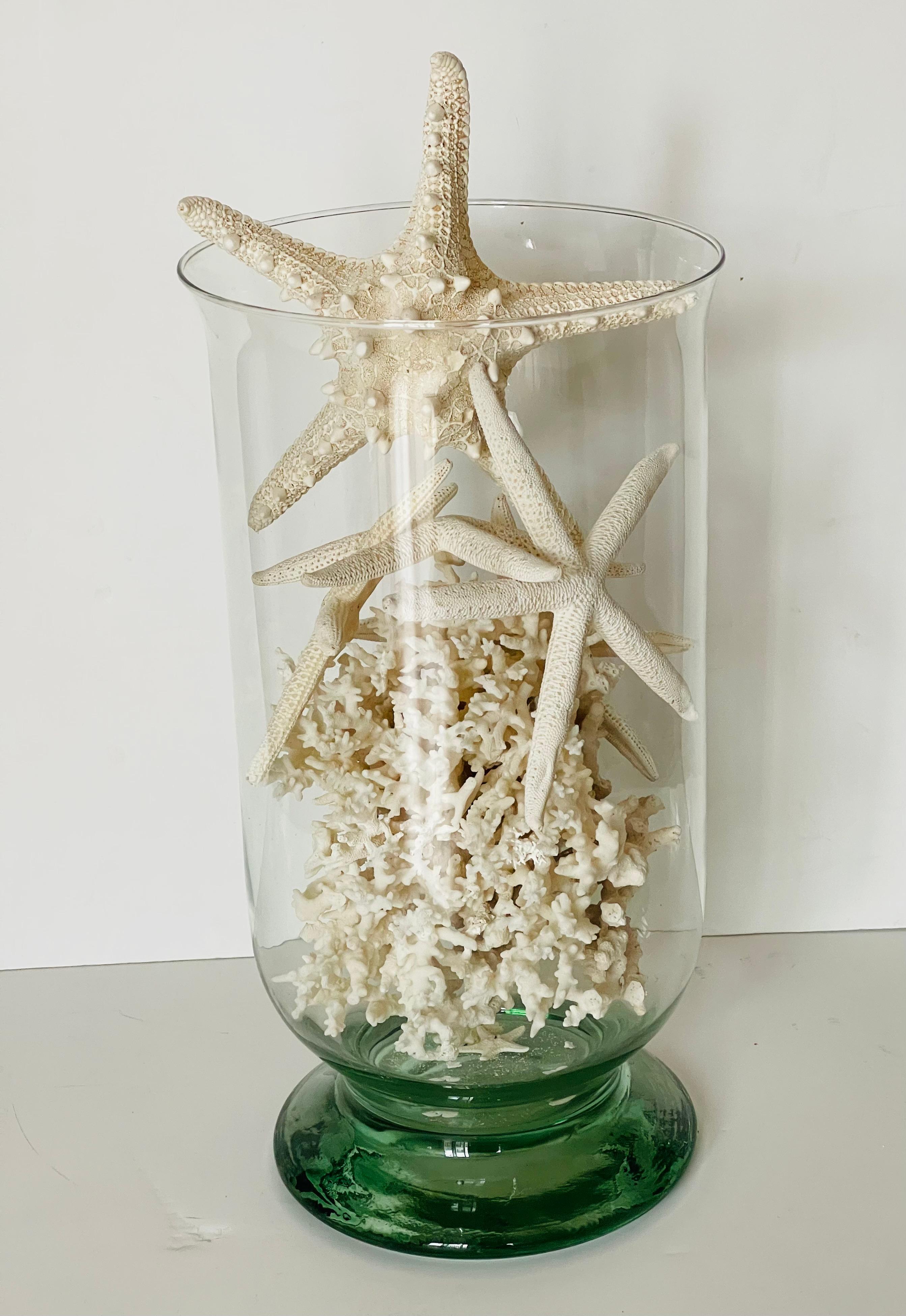 Taxidermia marina Estrellas de concha de coral en cuenco de vidrio soplado en Bueno estado para la venta en Boca Raton, FL