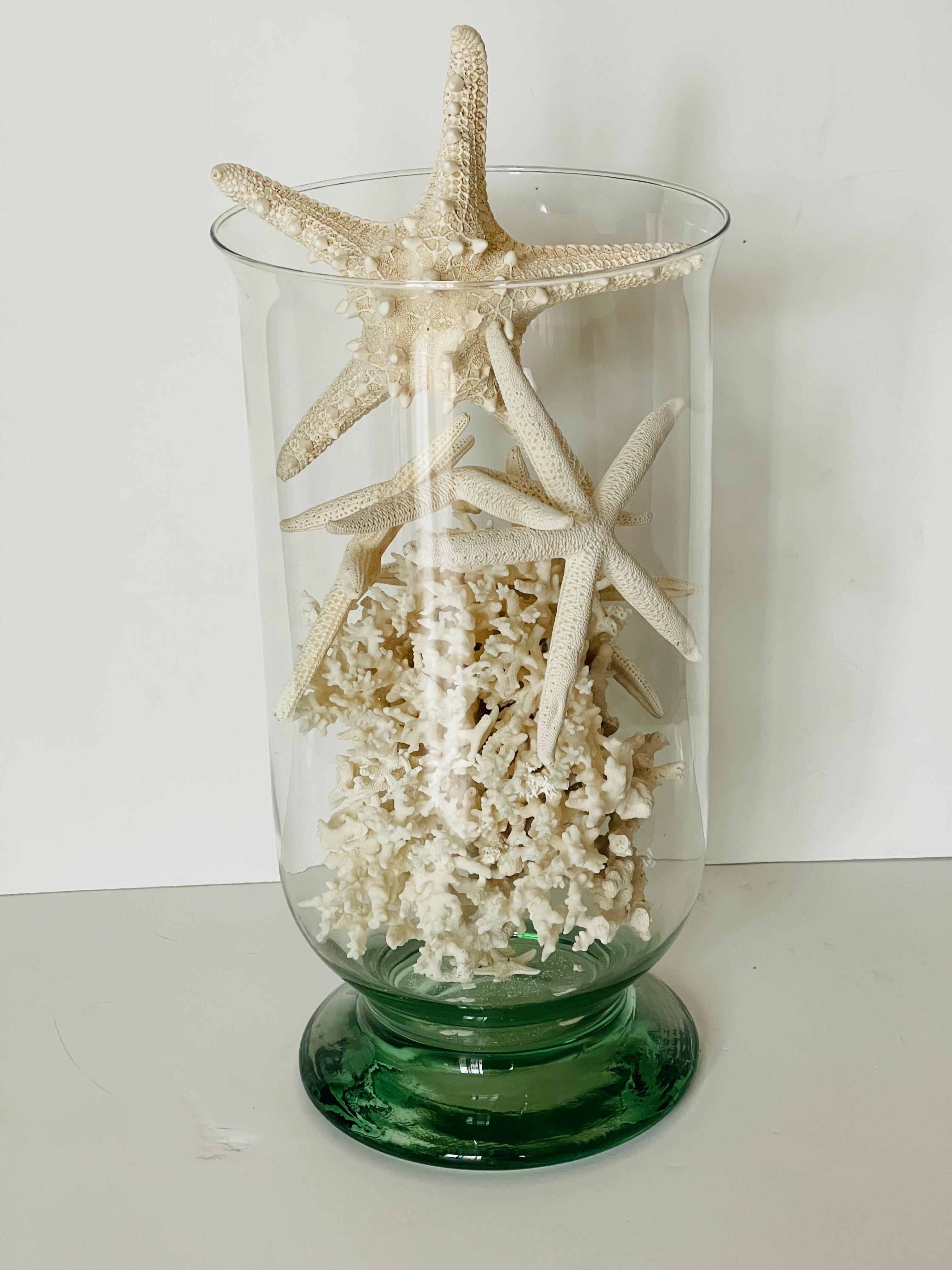 Taxidermia marina Estrellas de concha de coral en cuenco de vidrio soplado mediados del siglo XX en venta
