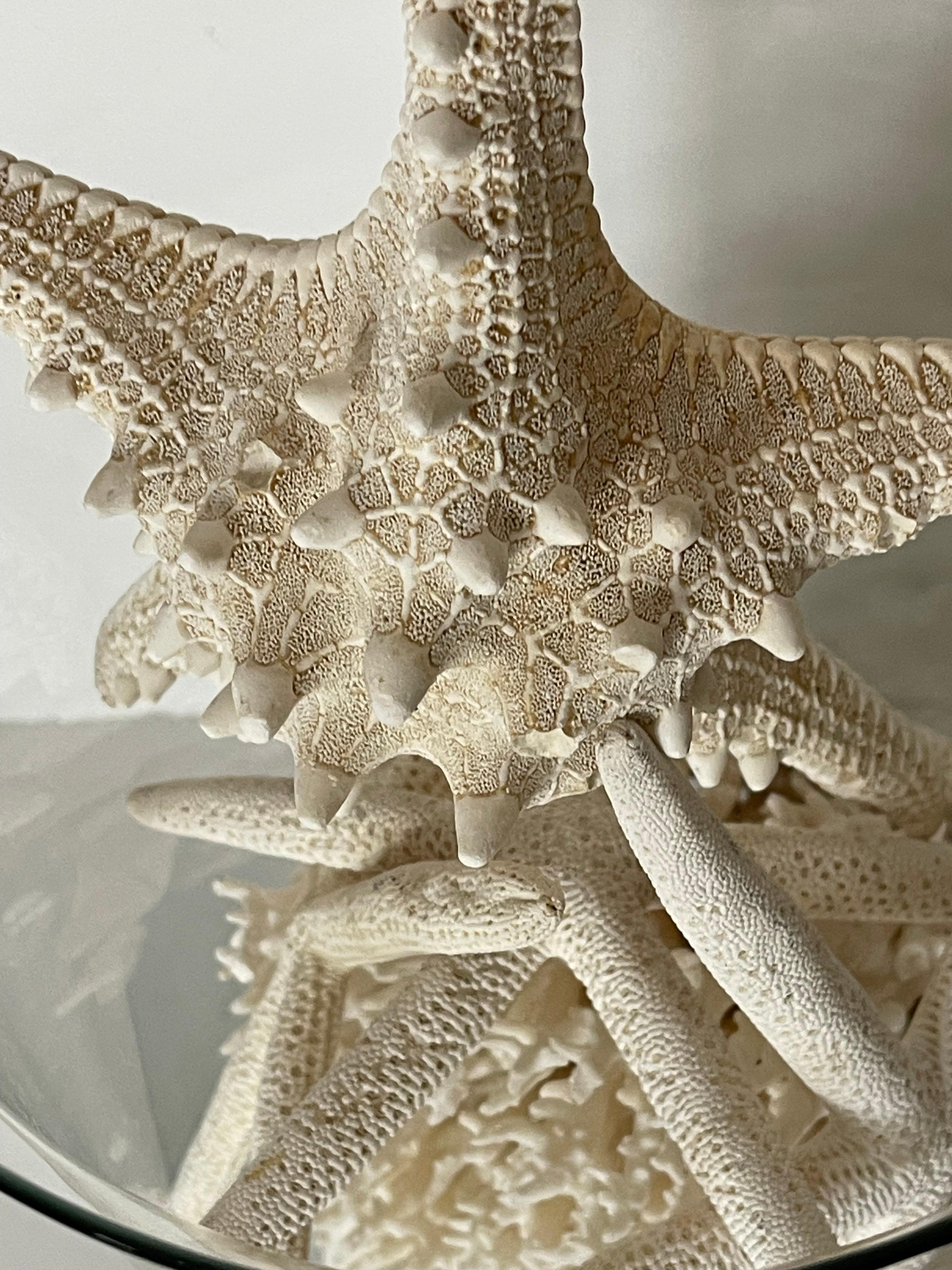 Taxidermia marina Estrellas de concha de coral en cuenco de vidrio soplado Caparazón en venta
