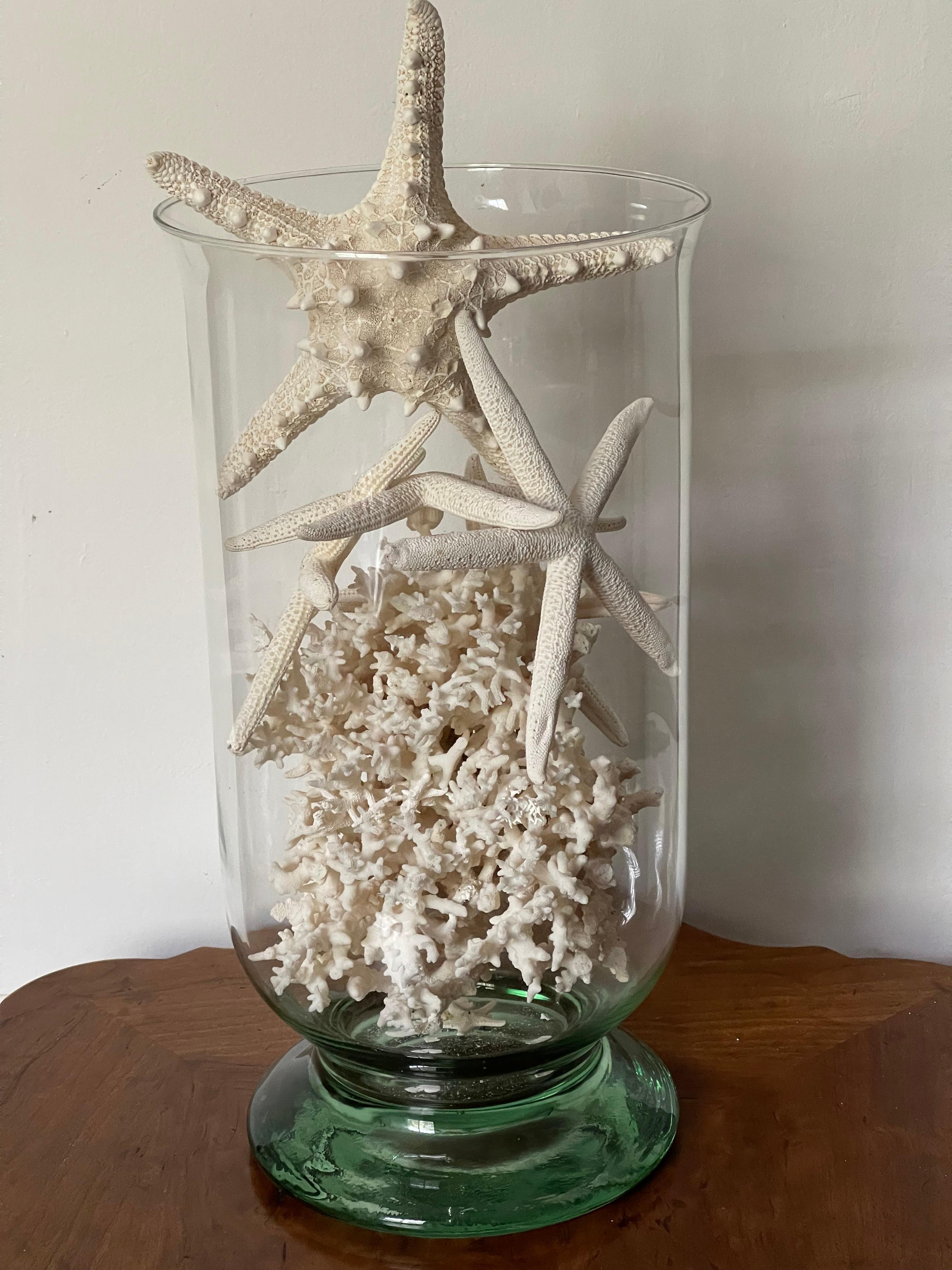 Taxidermia marina Estrellas de concha de coral en cuenco de vidrio soplado en venta 1