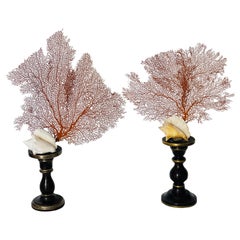 Natures Beauty Red Sea Fans with Shells on Stands