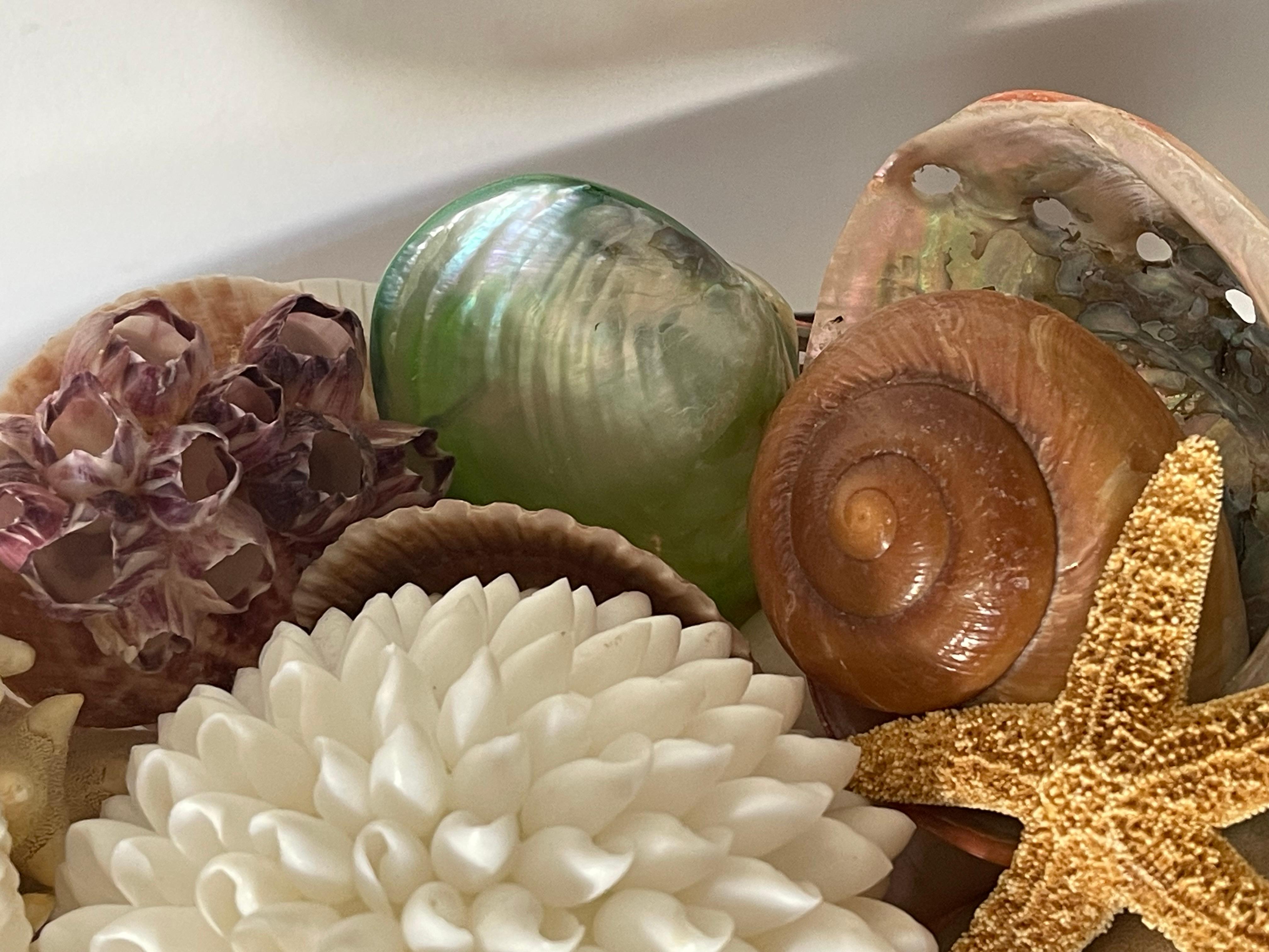 Selezione di conchiglie di Nature Beauty su un supporto di vetro in vendita 2