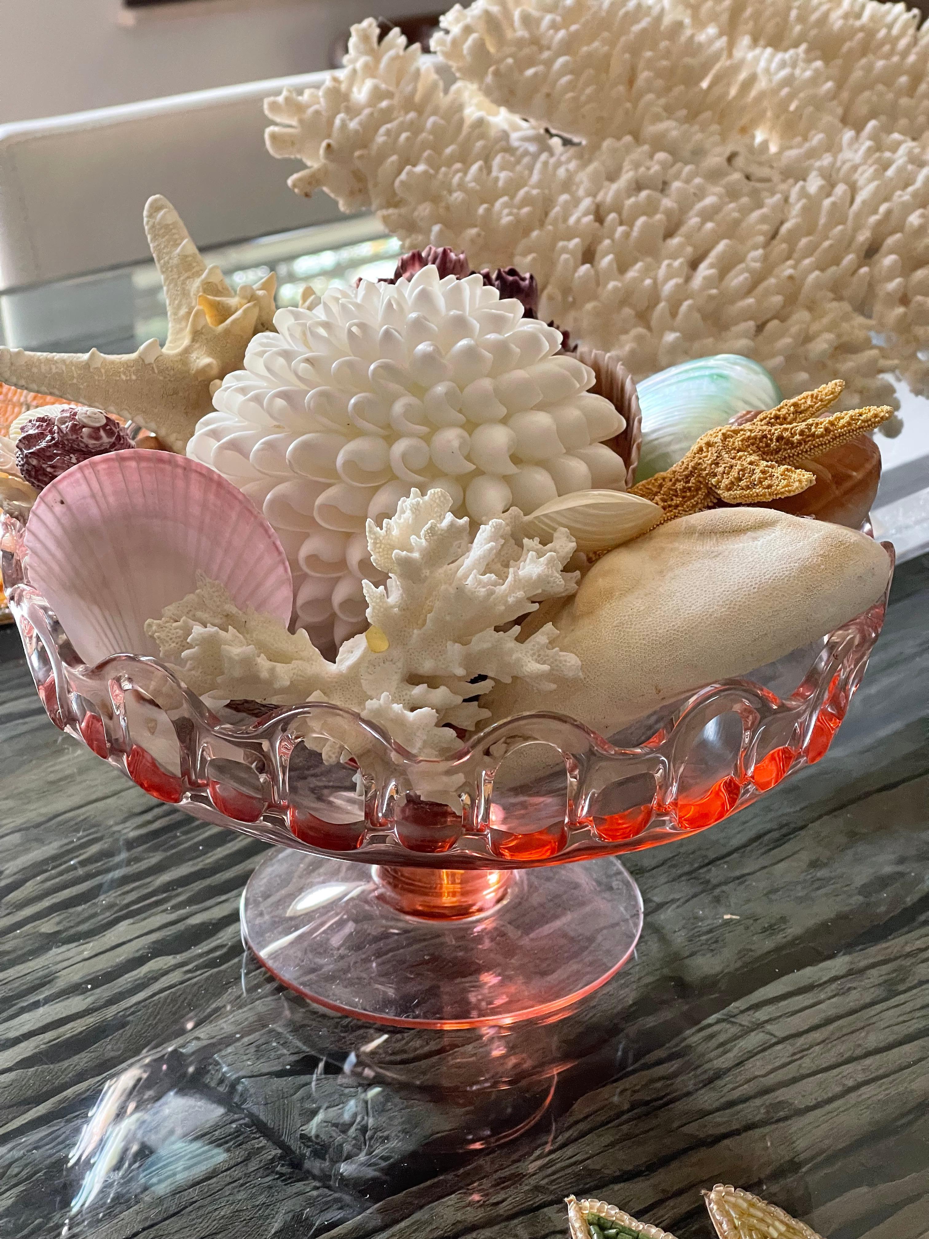Nature beauty grande selezione di esemplari marini conchiglie, dollari di sabbia, stelle di mare, cirripedi, ricci su un supporto di vetro vintage.