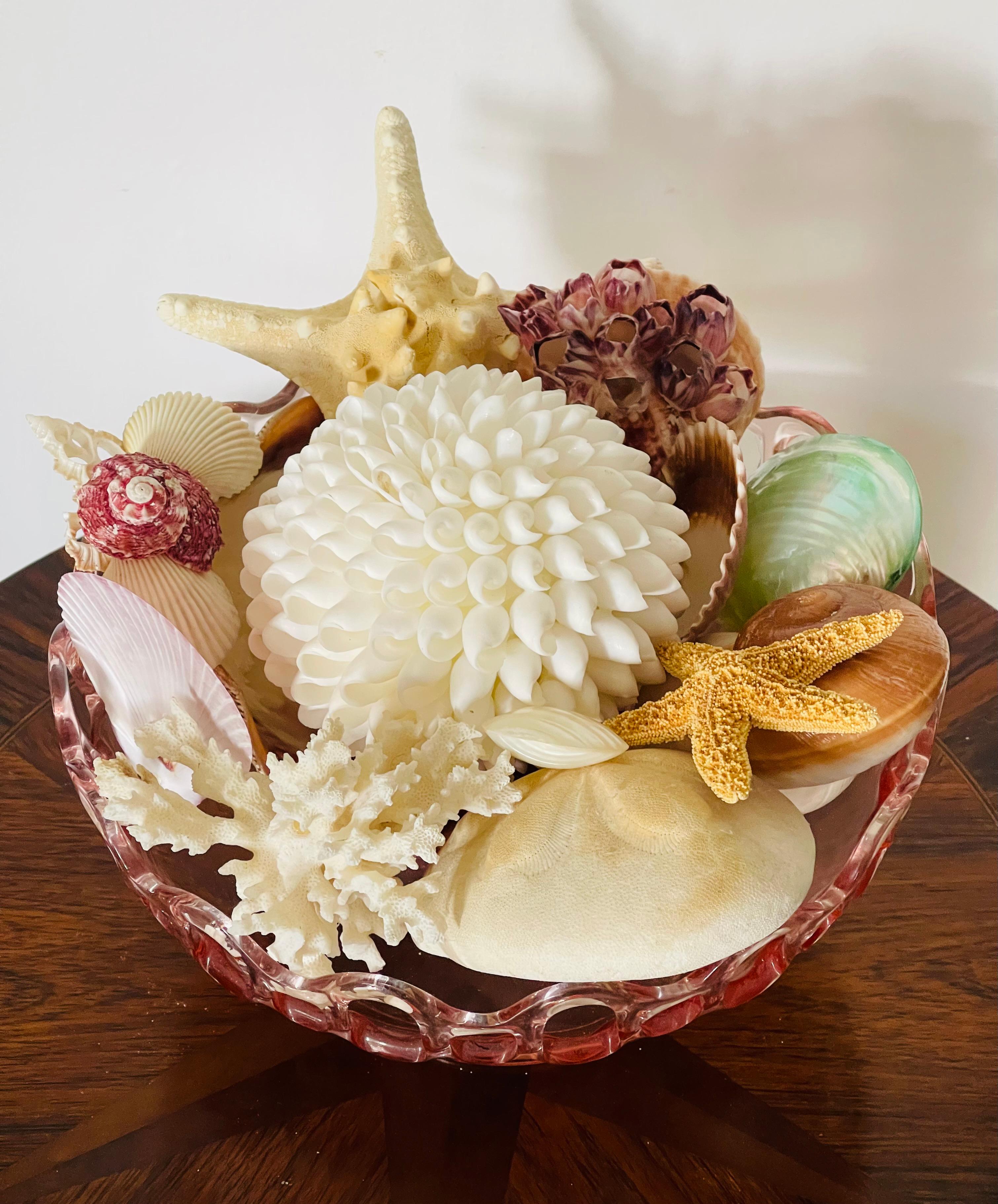 Organico moderno Selezione di conchiglie di Nature Beauty su un supporto di vetro in vendita