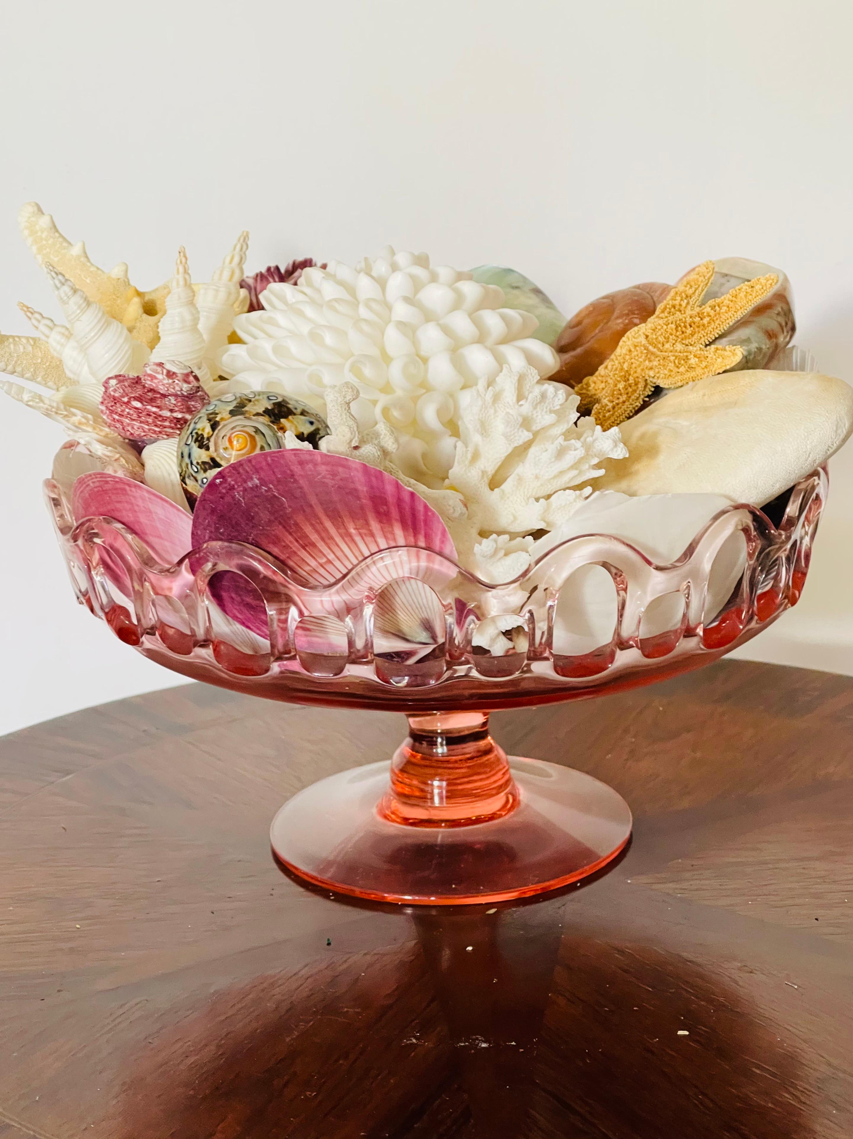 Fine XX secolo Selezione di conchiglie di Nature Beauty su un supporto di vetro in vendita