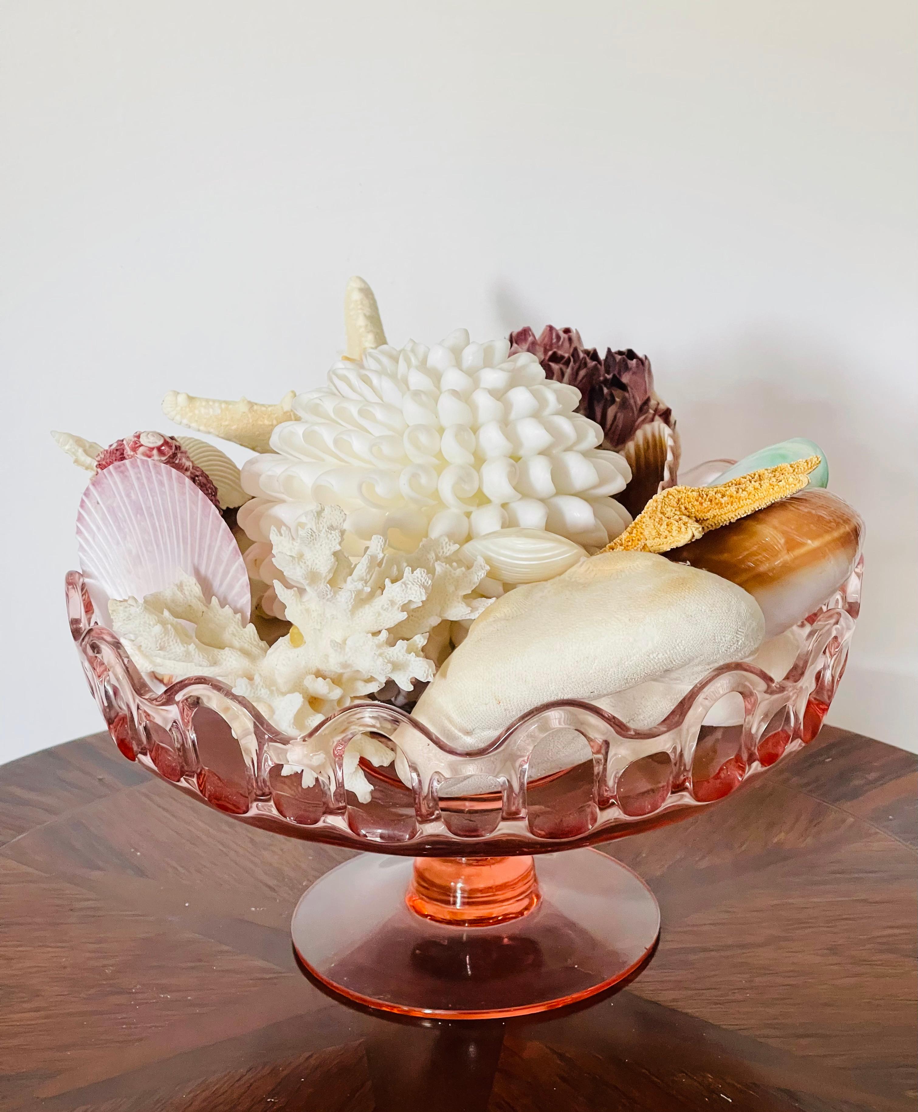 Americano Selezione di conchiglie di Nature Beauty su un supporto di vetro in vendita