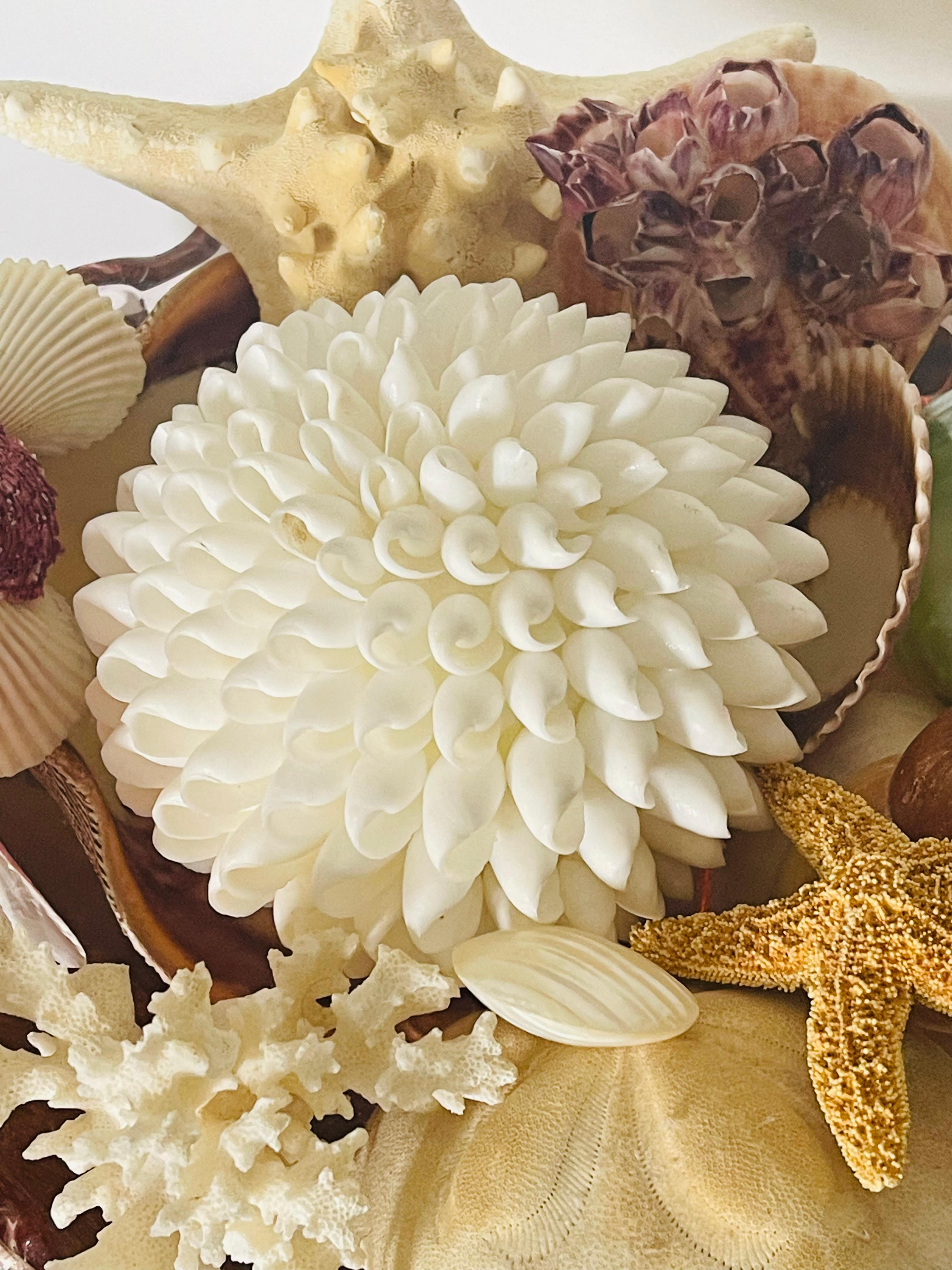 Selezione di conchiglie di Nature Beauty su un supporto di vetro In condizioni buone in vendita a Boca Raton, FL