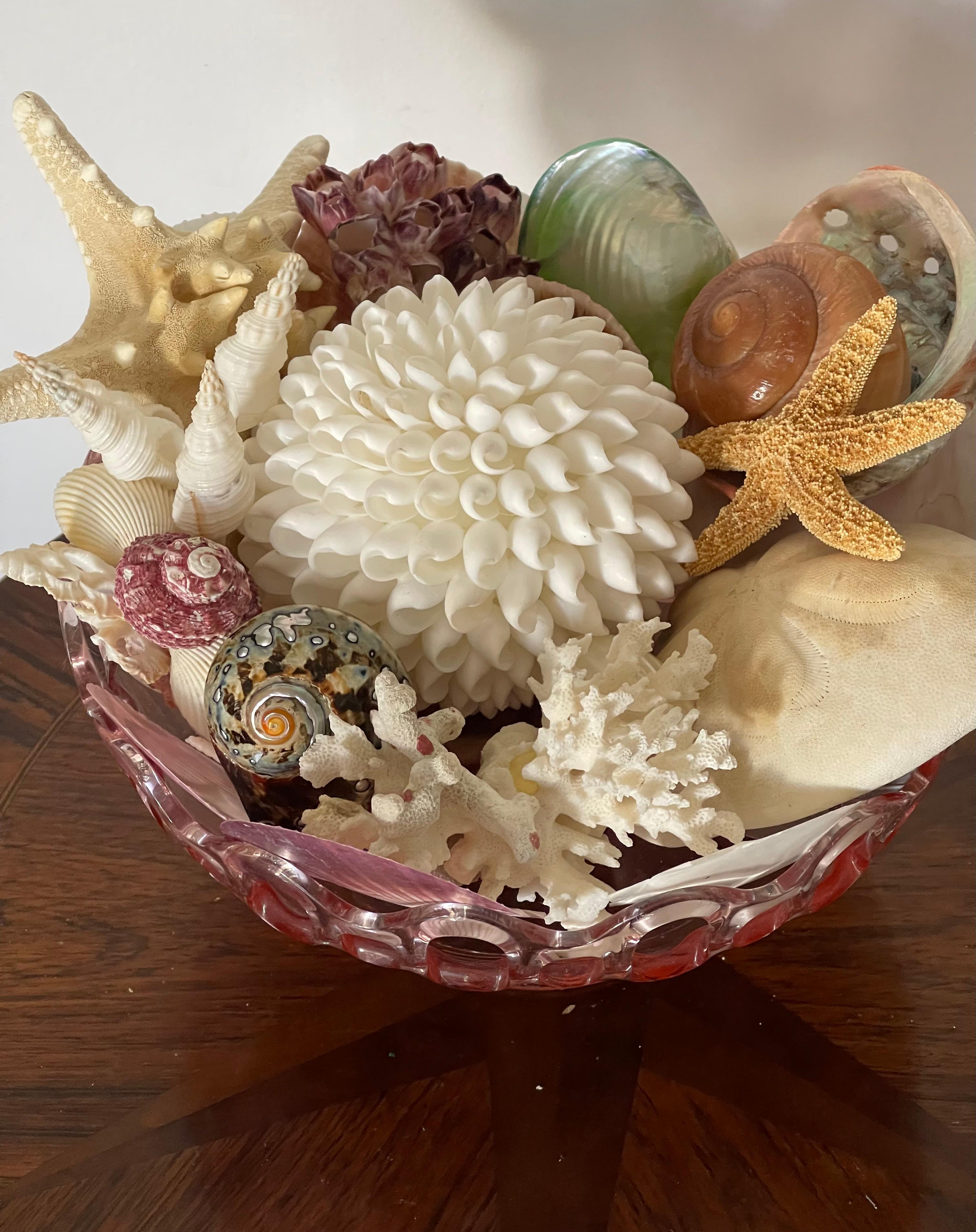 Selezione di conchiglie di Nature Beauty su un supporto di vetro in vendita 1