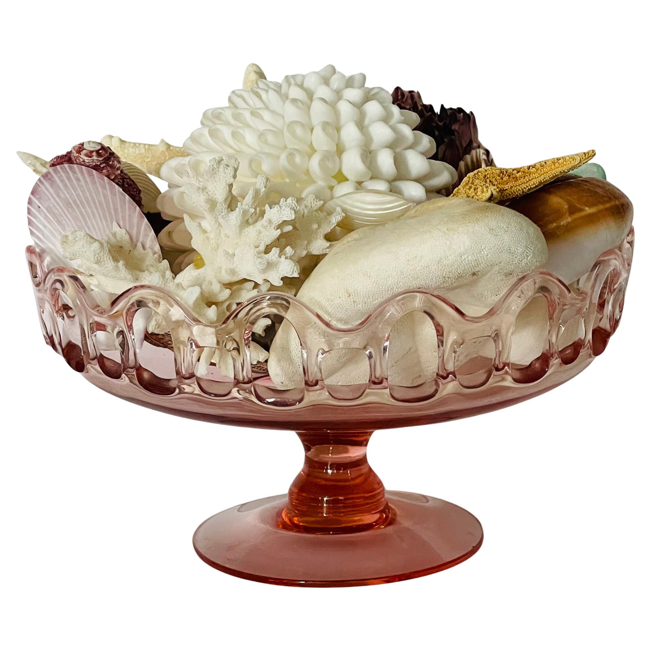 Selezione di conchiglie di Nature Beauty su un supporto di vetro