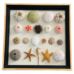 Belleza de la naturaleza Erizos de mar Conchas de mar Especímenes marinos Coleccionismo de historia natural