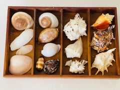 Natures Beauty Sea Shell Collection in Antique Box