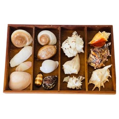 Natures Beauty Sea Shell Collection in Antique Box