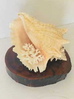 Natures Beauty Sea Shell Arrangement with Conch Shell