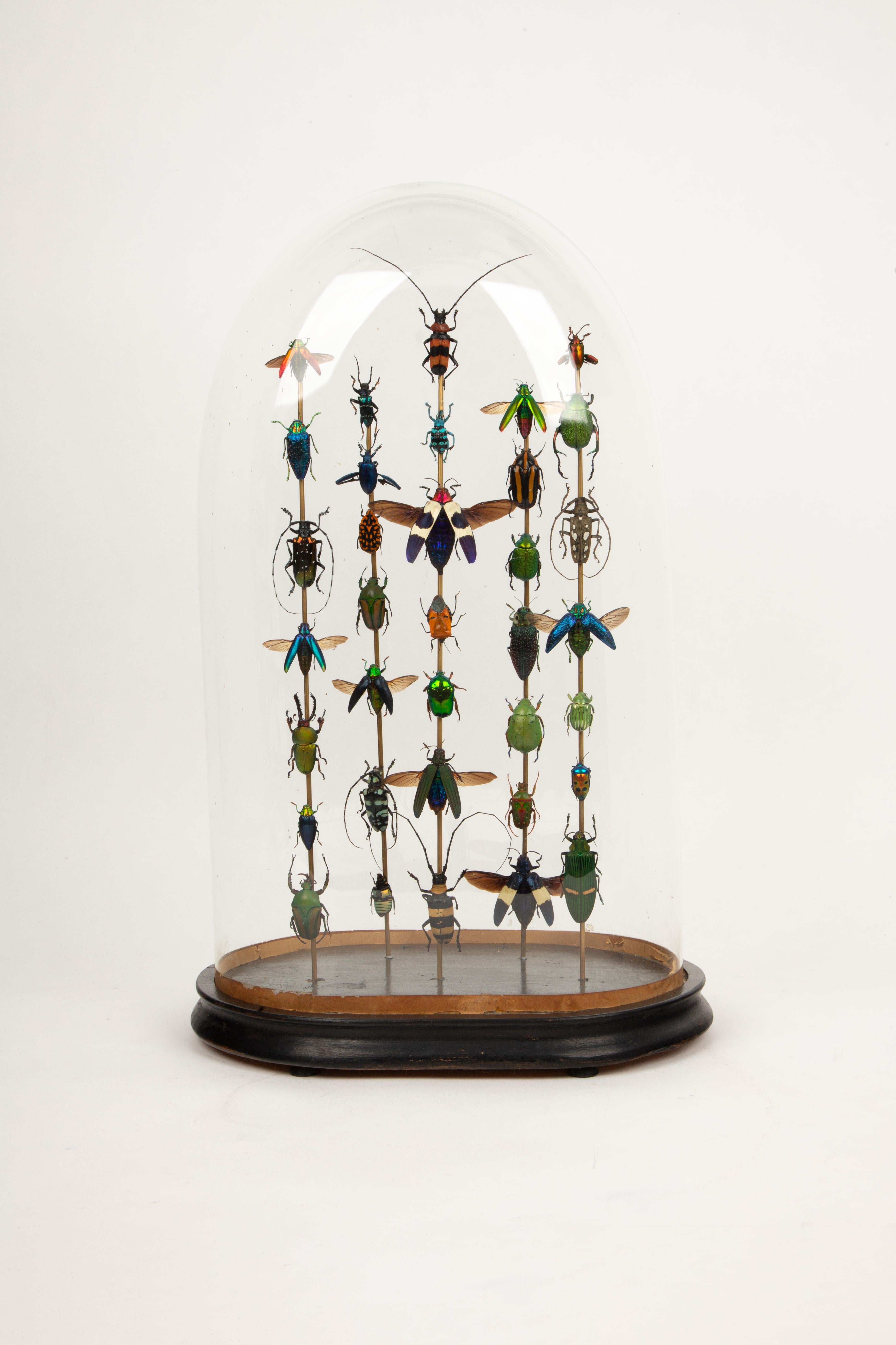 Tótems de Hasharat
Este exquisito globo oval de cristal antiguo del siglo XIX muestra una hipnotizante colección de coloridos escarabajos, meticulosamente dispuestos sobre varillas de latón. La vibrante gama de verdes iridiscentes, azules