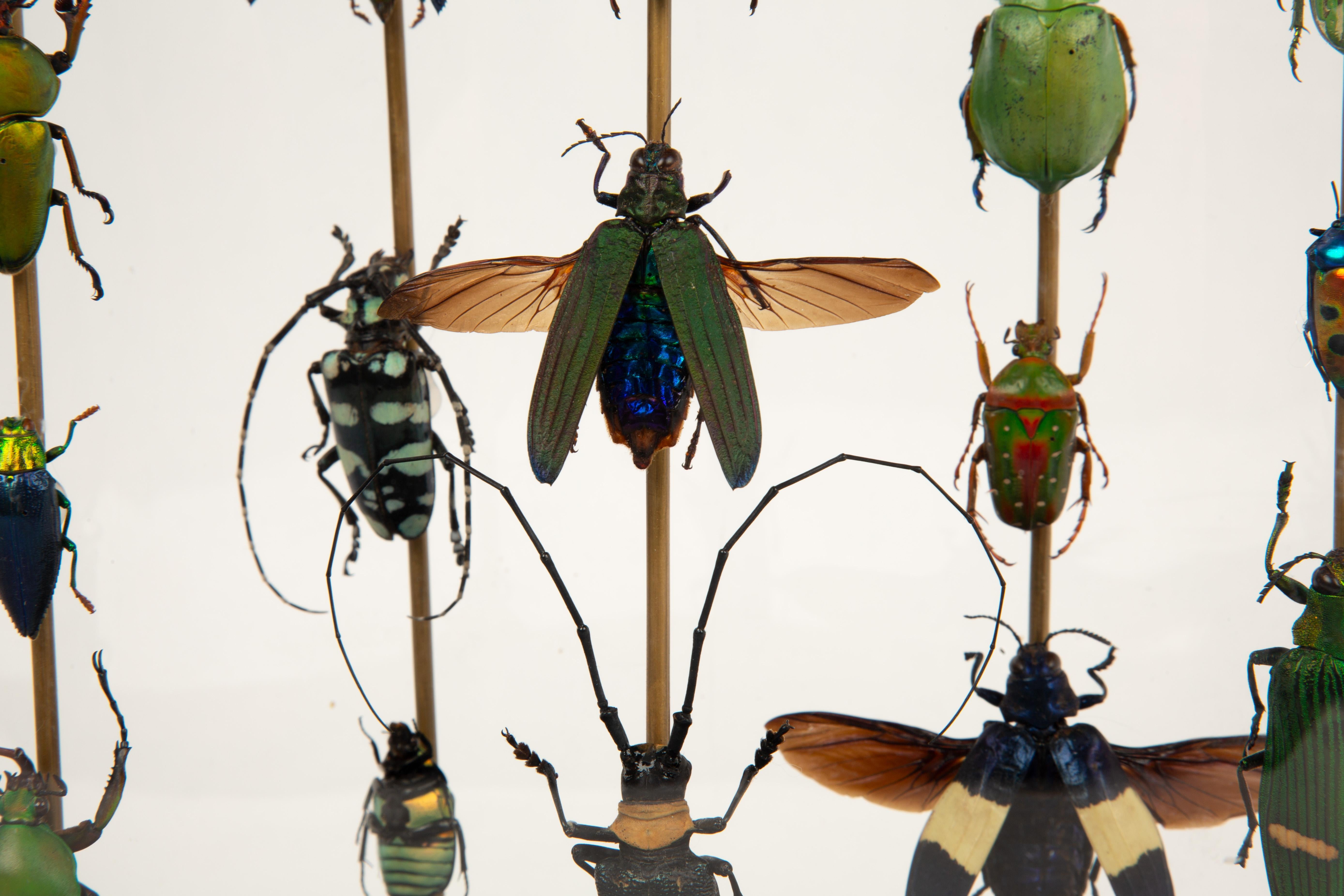 Joyas de la naturaleza: Globo de cristal del siglo XIX con escarabajos iridiscentes de Hasharat Siglo XXI y contemporáneo
