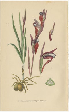 Nature's Masterpieces in Original Antique Print: The Orchids of 1904