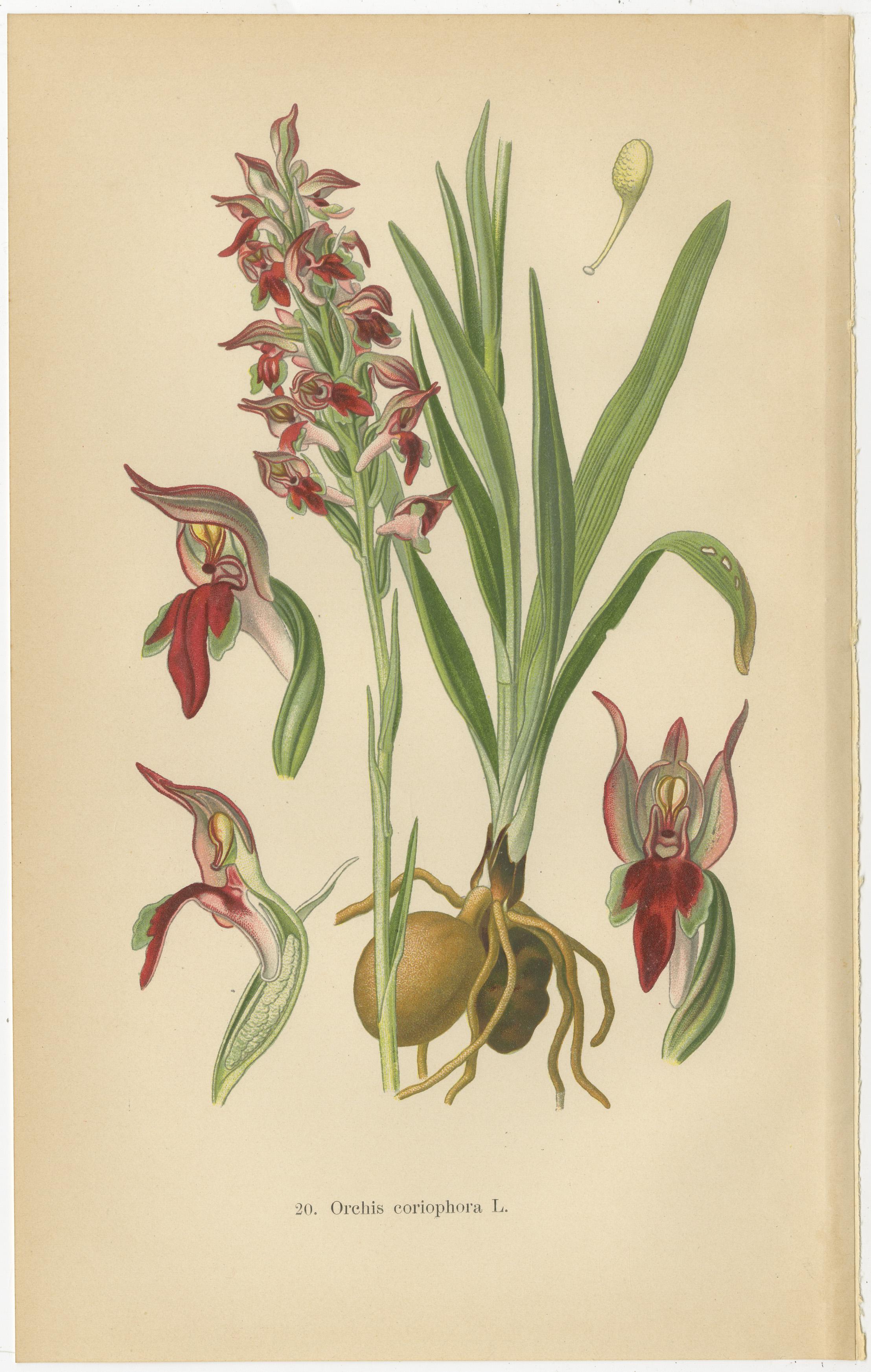 Paper Nature's Masterpieces in Original Antique Print: The Orchids of 1904 For Sale
