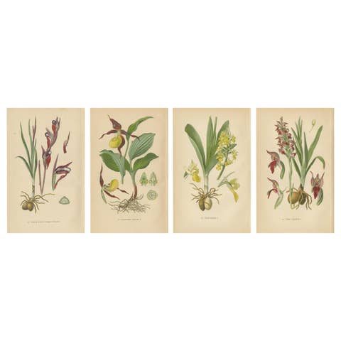 Nature's Masterpieces in Original Antique Print: The Orchids of 1904
