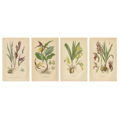 Nature's Masterpieces in Original Antique Print: The Orchids of 1904
