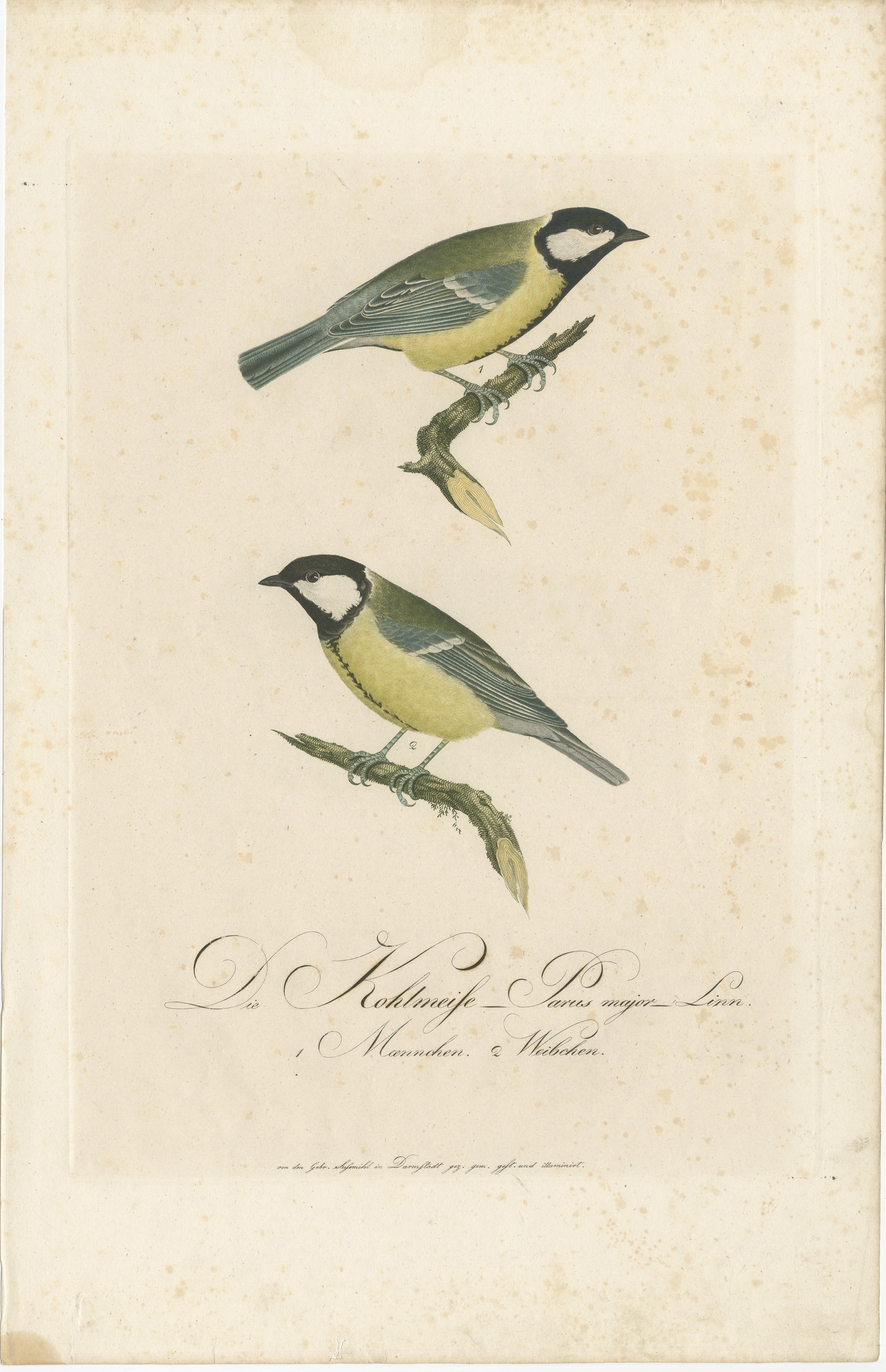 This illustration beautifully depicts two Great Tits (Parus major) in vivid detail, a common subject in ornithological studies due to their distinct appearance and widespread presence across Europe and parts of Asia. The image shows two birds, each