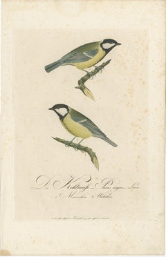 Nature’s Pair: The Artistic Depiction of Great Tits, Engraving ca.1780