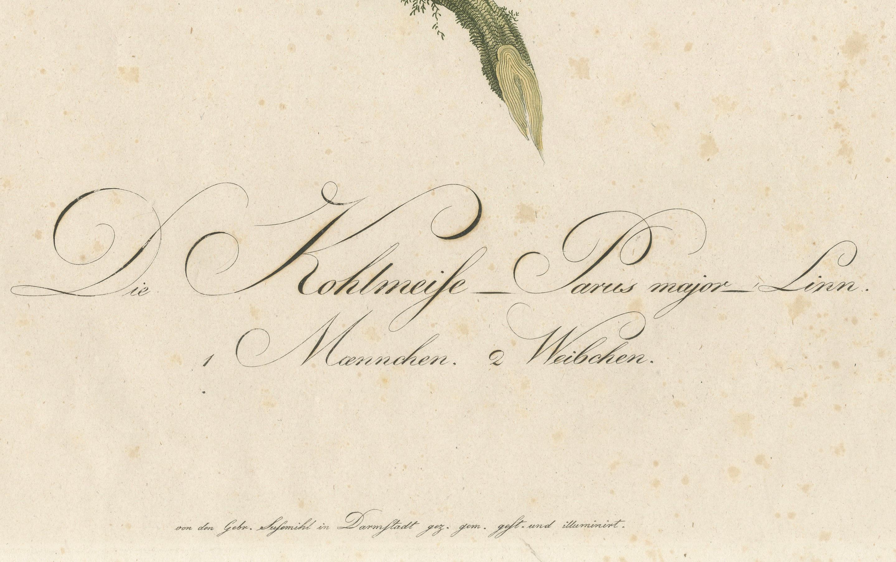 Nature’s Pair: The Artistic Depiction of Great Tits, in a 18th Century Engraving In Good Condition For Sale In Langweer, NL
